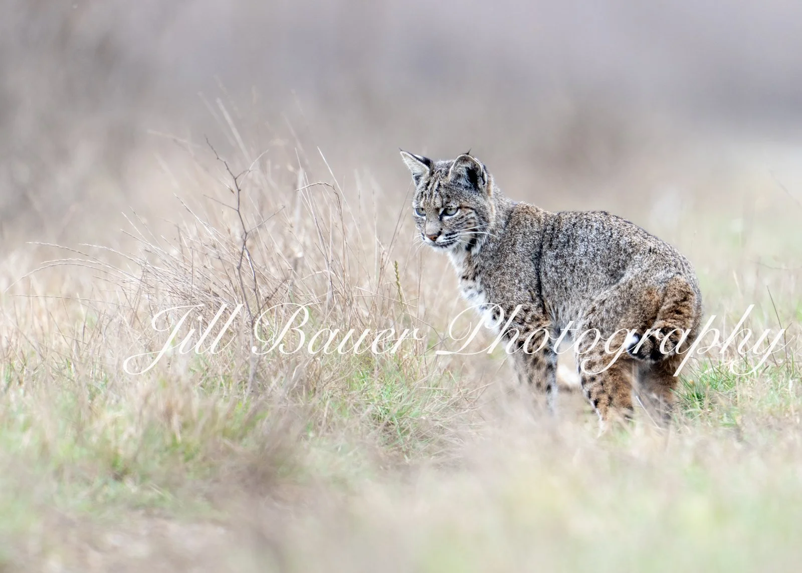 Bobcat Hunting