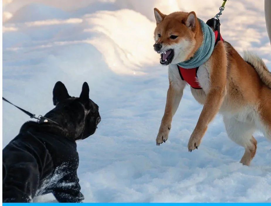 Belgian Malinois and Dutch Shepherd holding down stay outside