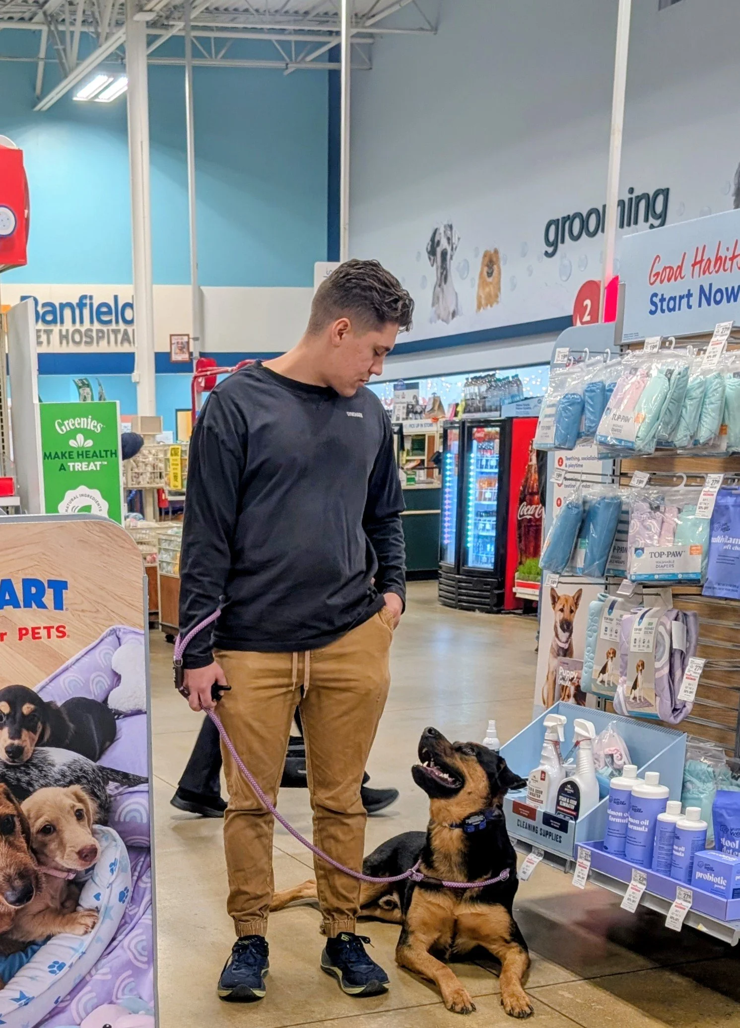 Belgian Malinois focused on handler