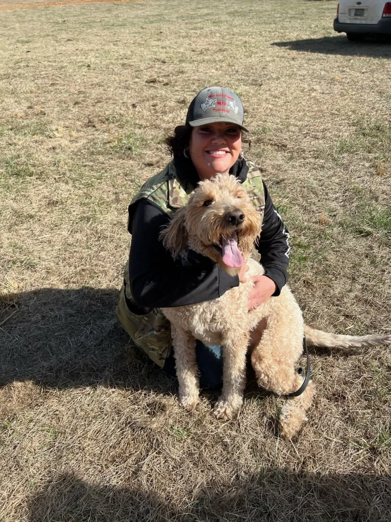 Belgian Malinois practicing obedience on a place platform