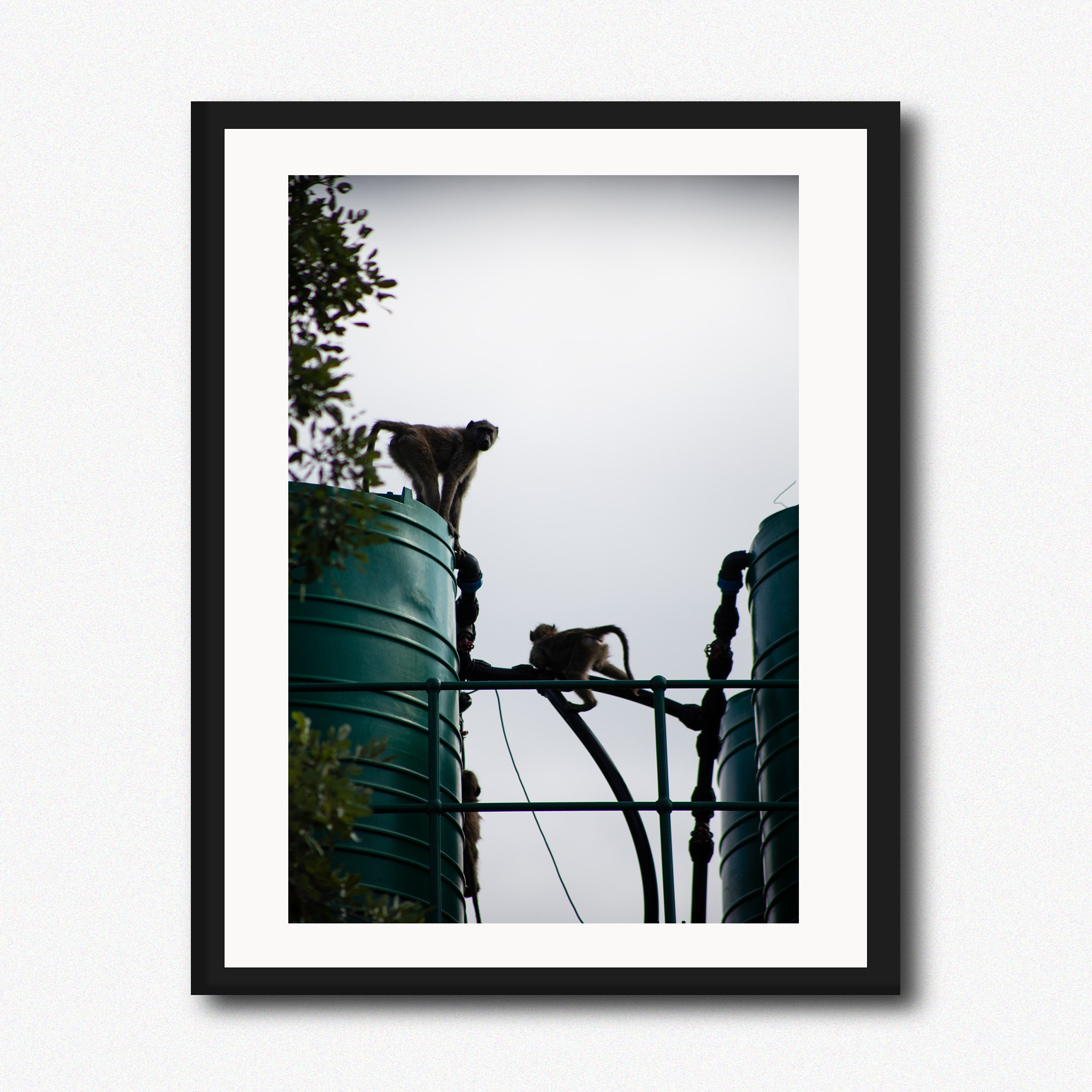 Monkeying Around
