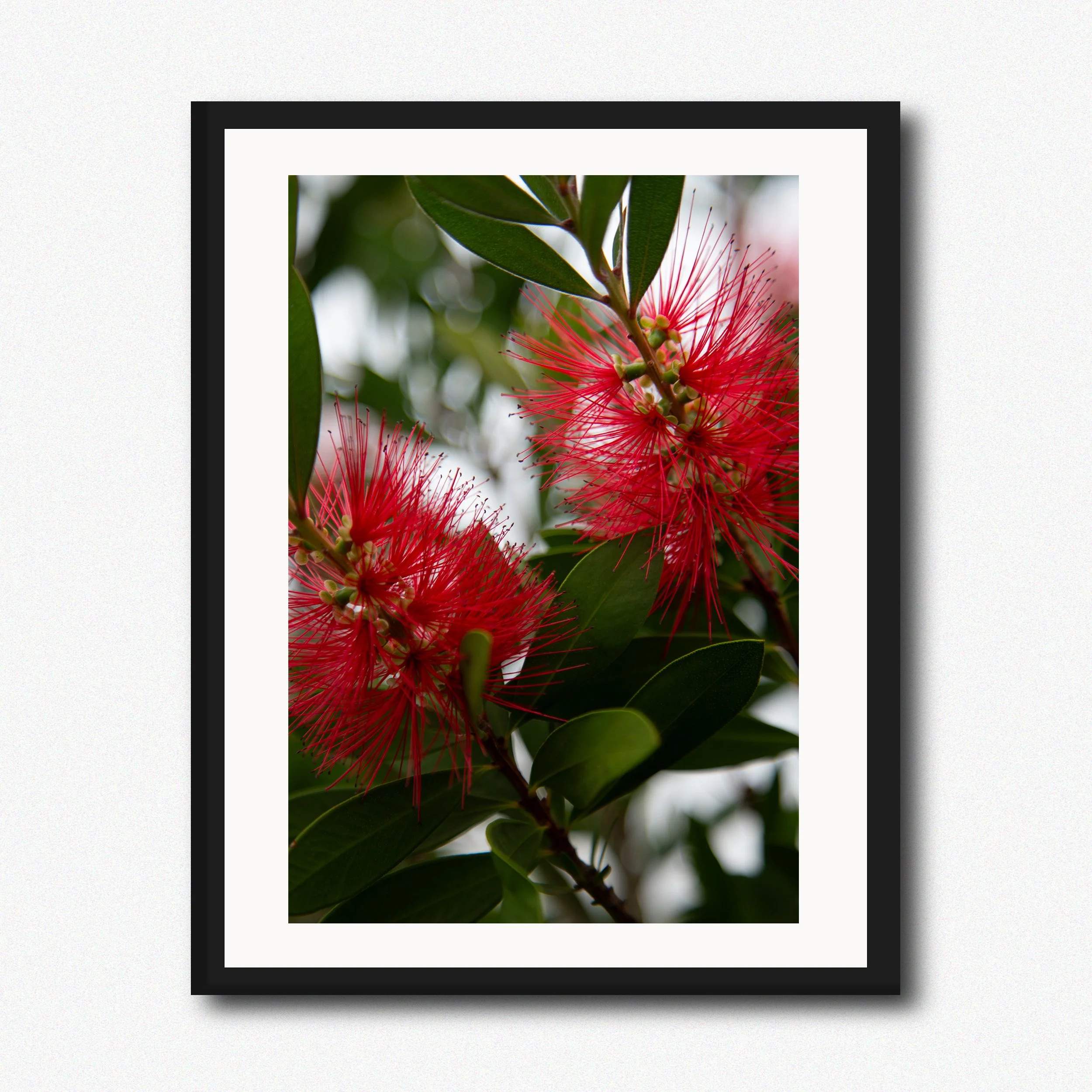 South African Wild Flower