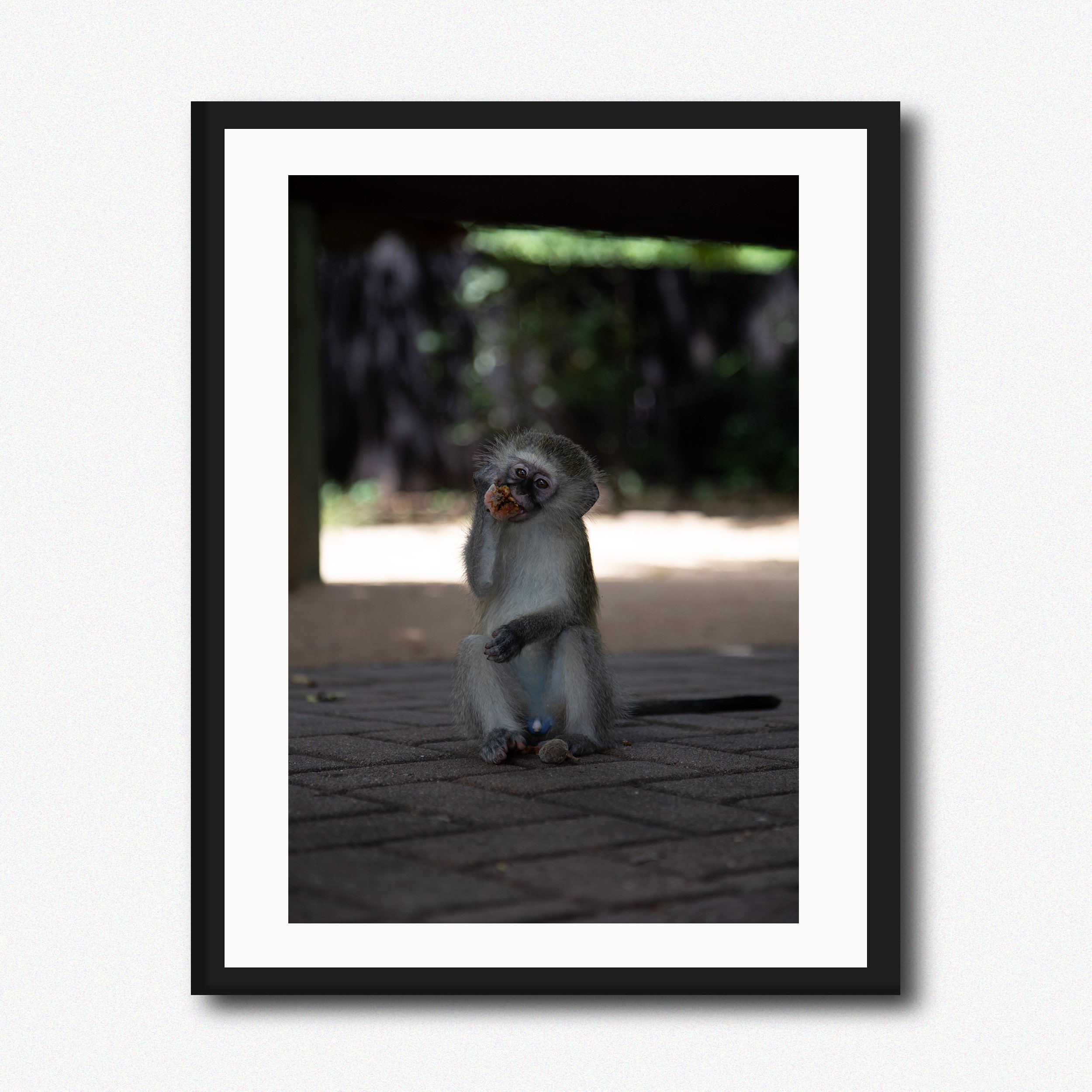 Thieving Monkey