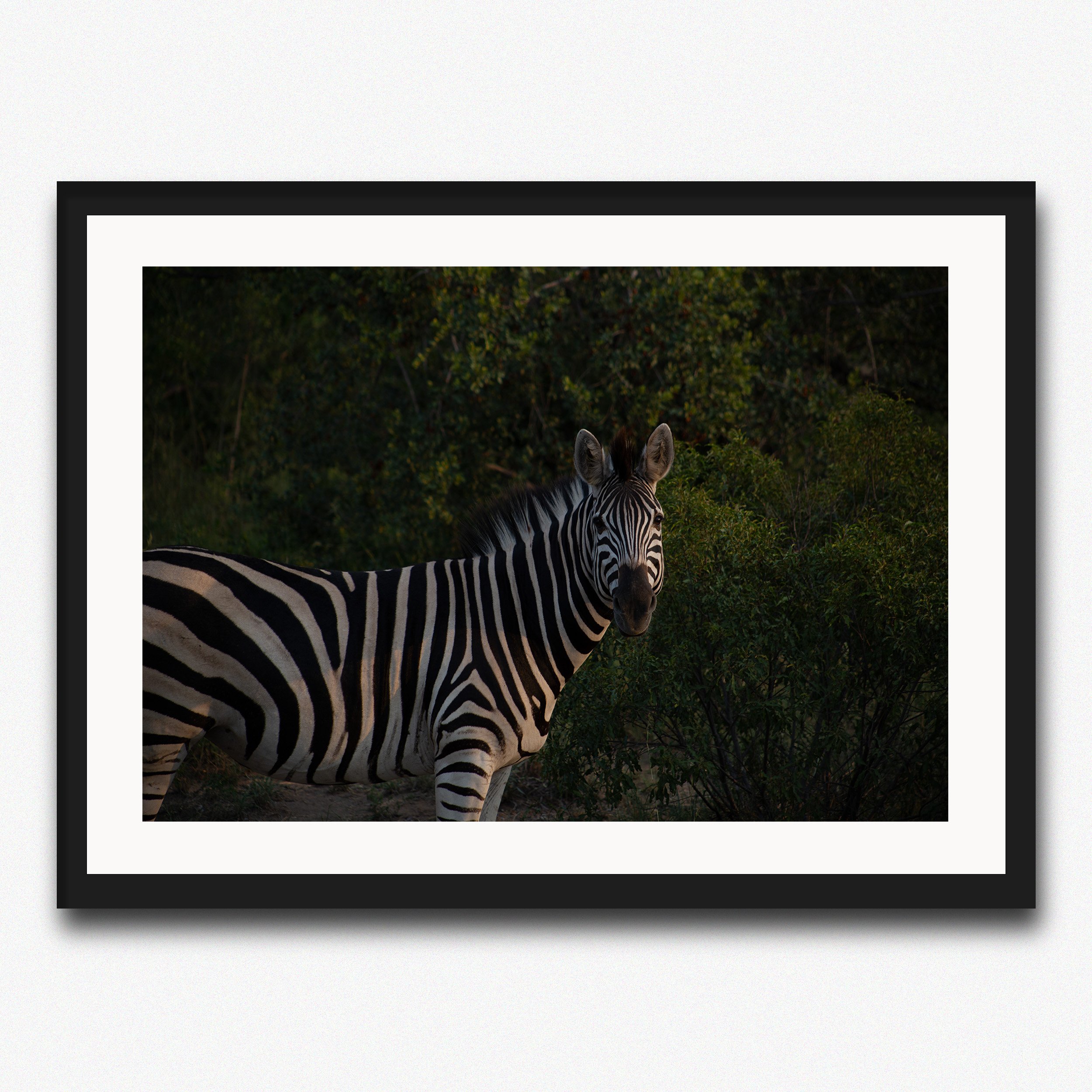 Eye Contact with a Zebra