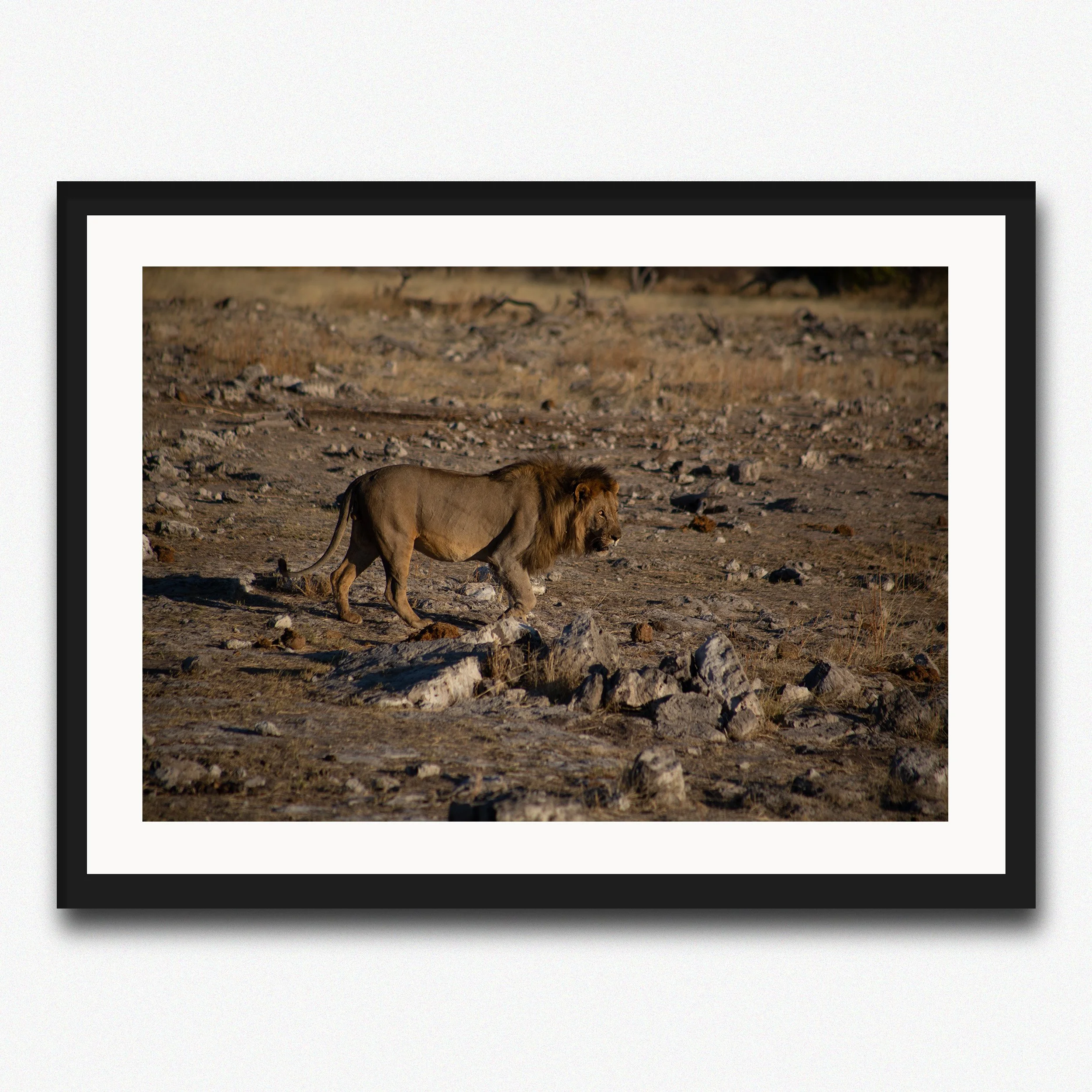 Lion With A Full Belly