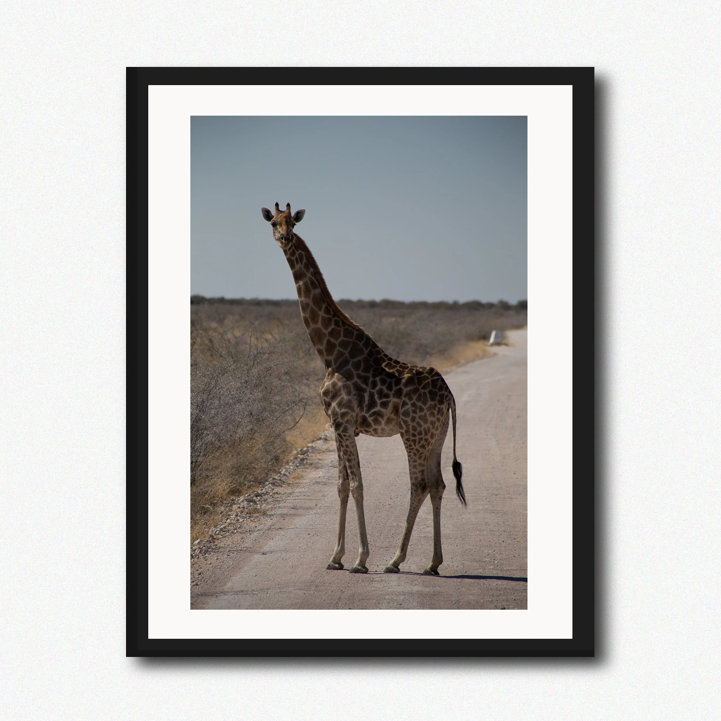 Giraffe Crossing