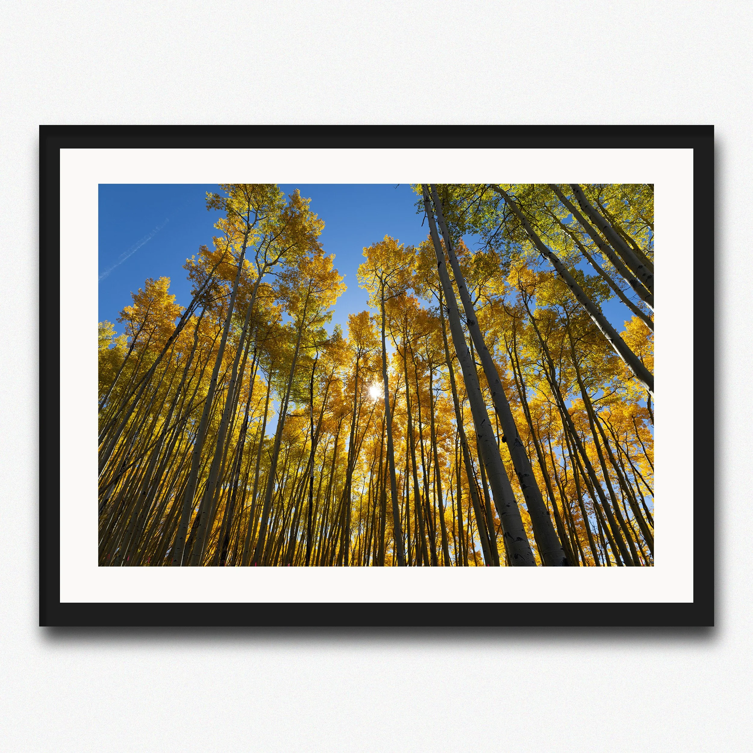 Changing Leaves