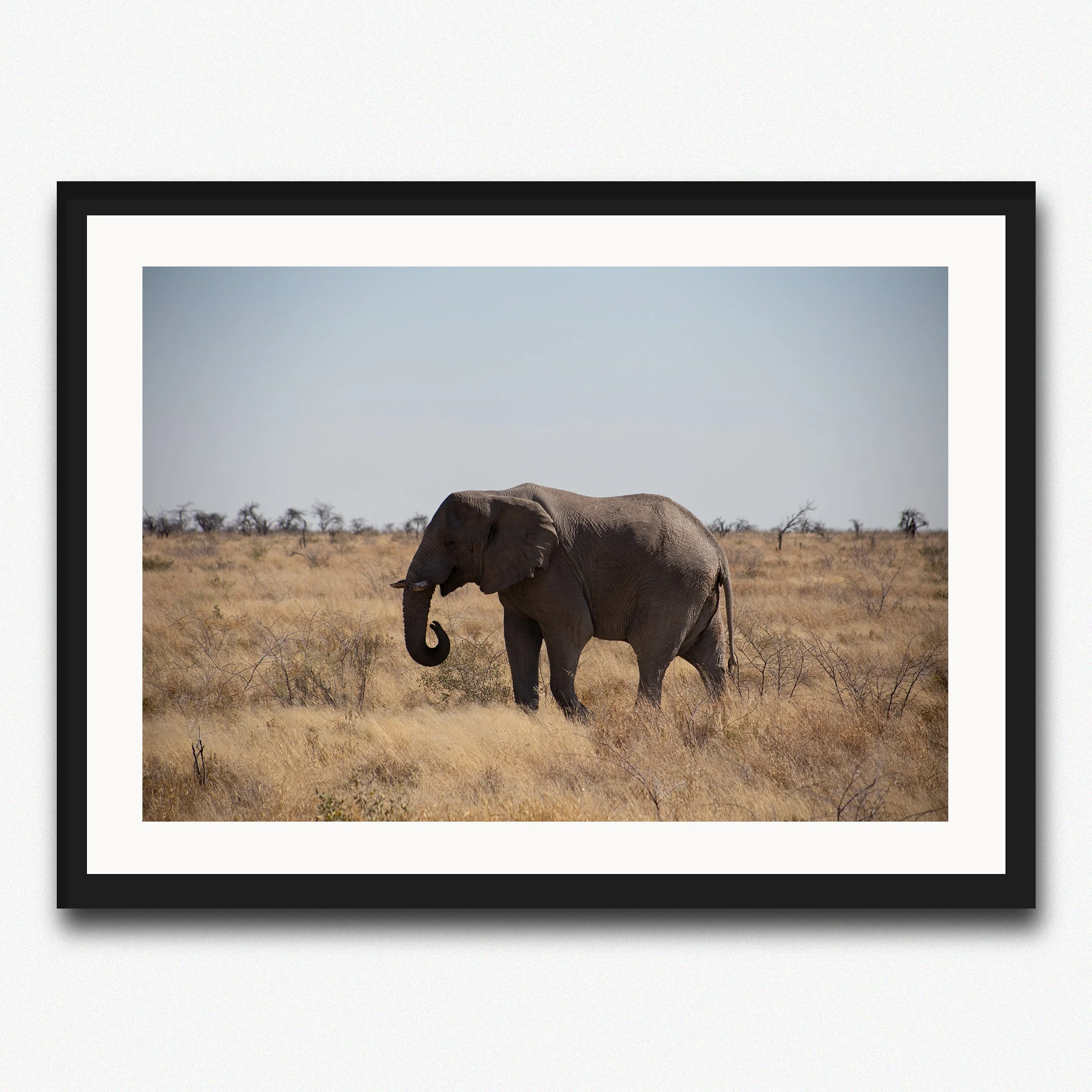Elephant Roaming Etosha