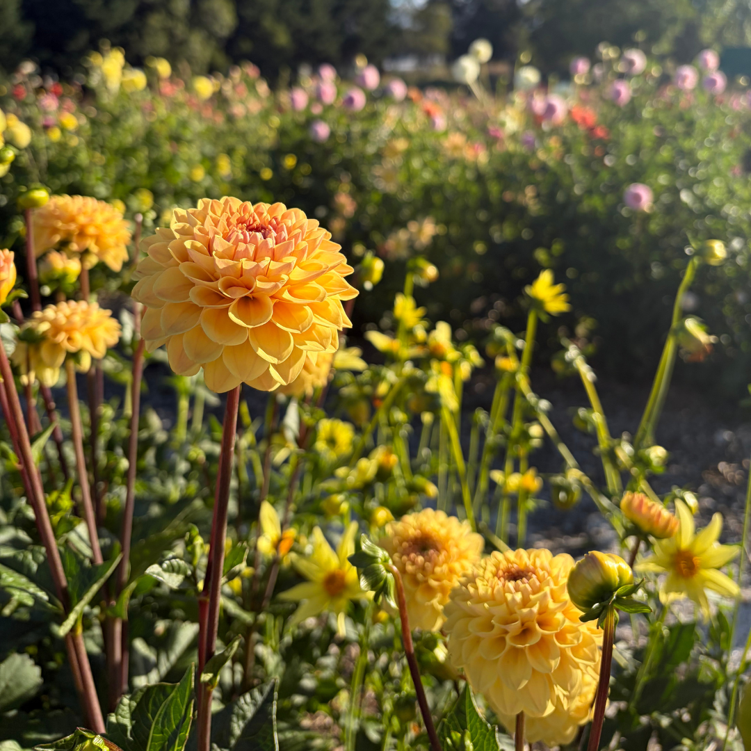 Field of Dahlia Nelson.png (Copy)