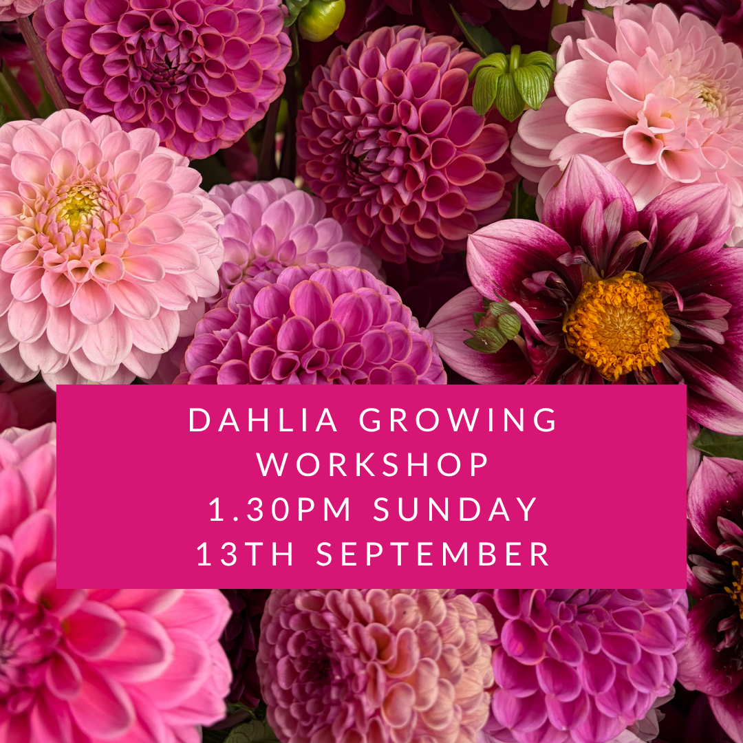Dahlia Workshop Sunday 13 September.png