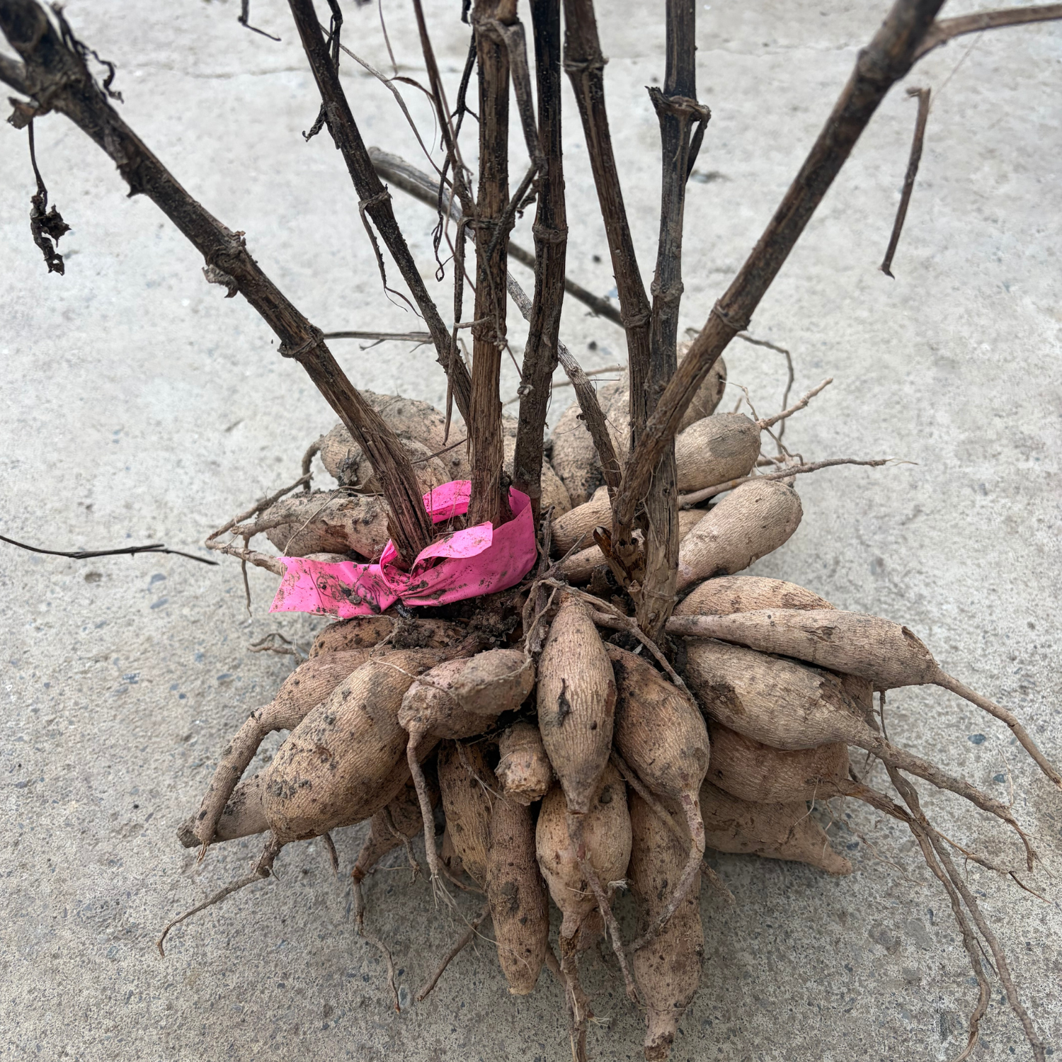 Five Reasons NOT to Lift Your Dahlia Tubers.