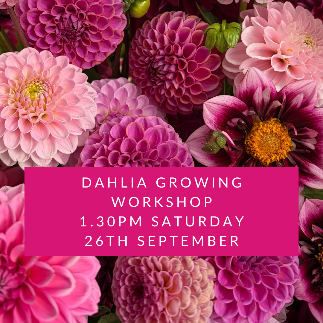 Dahlia Workshop Saturday 26 September.png