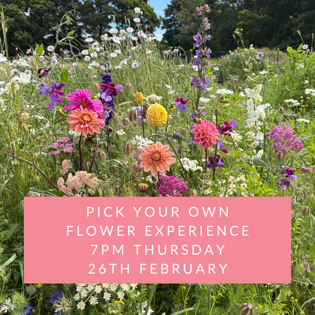 7pm Thursday 26th February  | Pick Your Own Flowers Experience