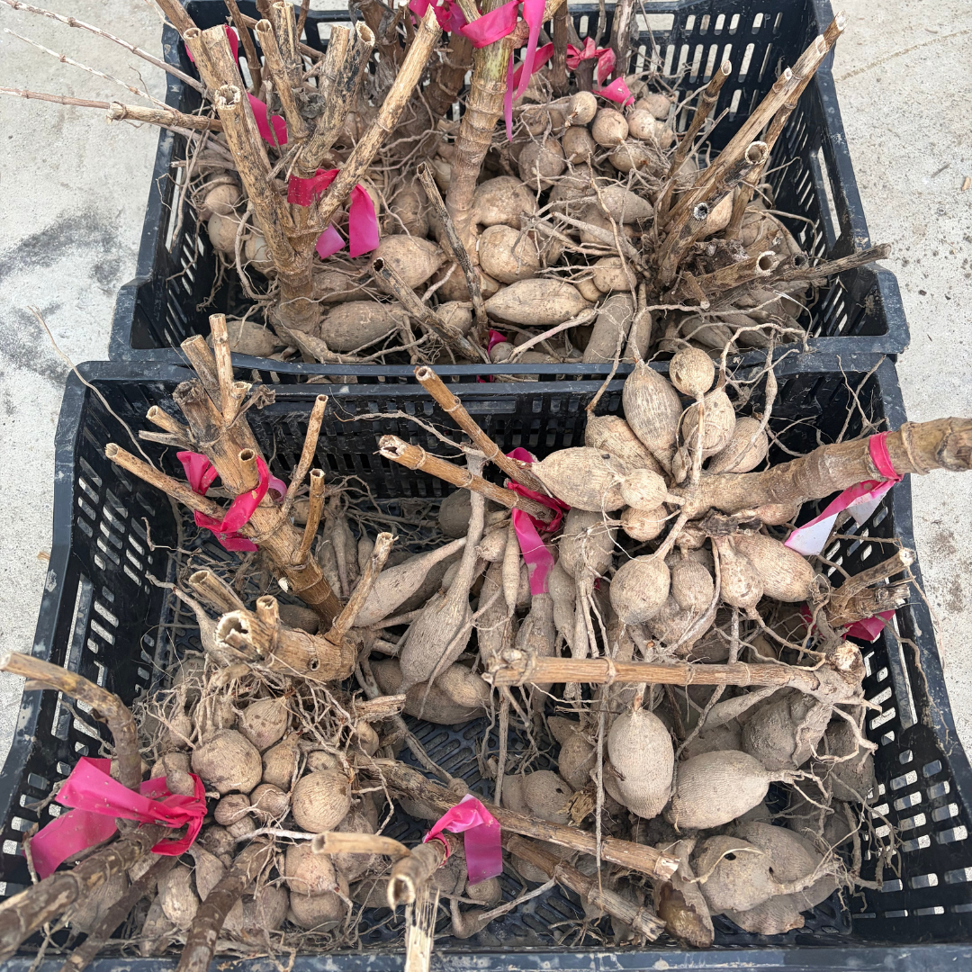 Dahlia tubers to divide.png (Copy)