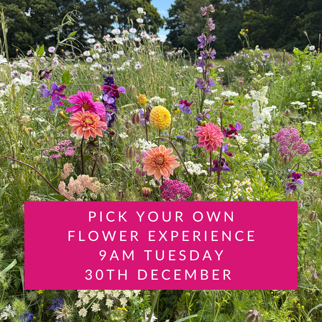 9am Tuesday 30th December | Pick Your Own Flowers Experience