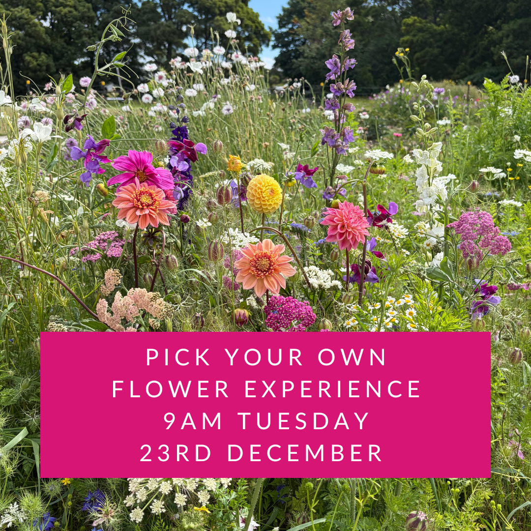 9am Tuesday 23rd December | Pick Your Own Flowers Experience