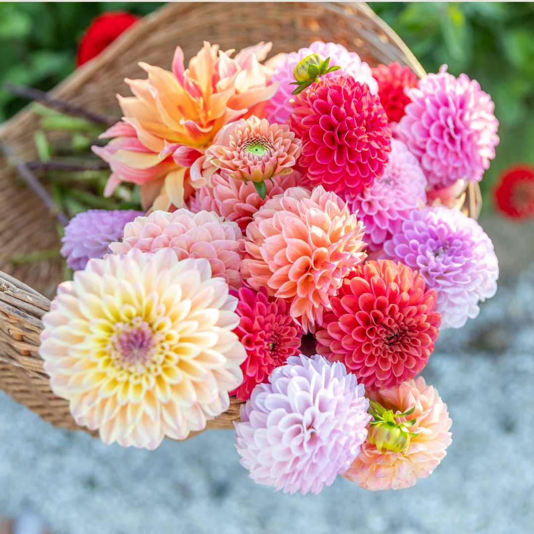 Ball Dahlia Brightwater.png (Copy)