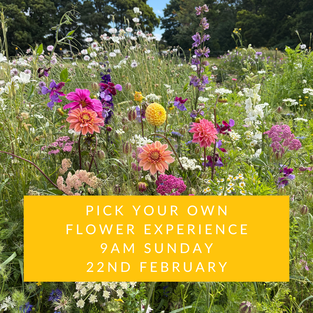 9am Sunday 22nd February | Pick Your Own Flowers Experience