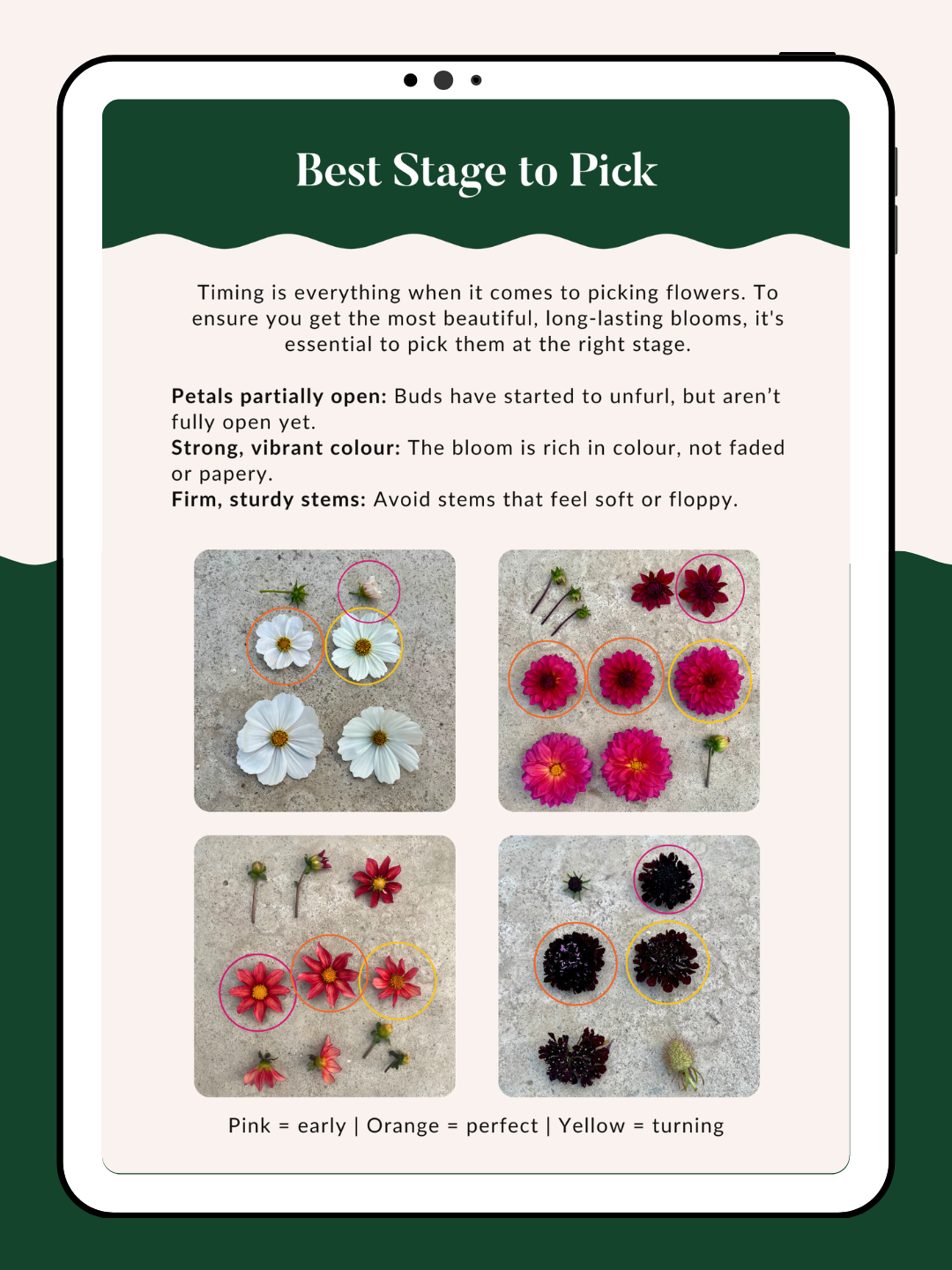 Best Stage to Pick.png