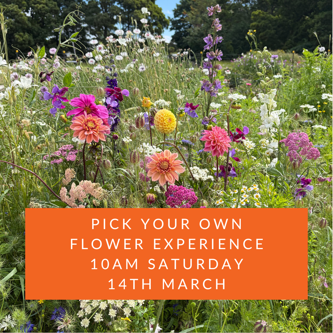10am Saturday 14th March | Pick Your Own Flowers Experience