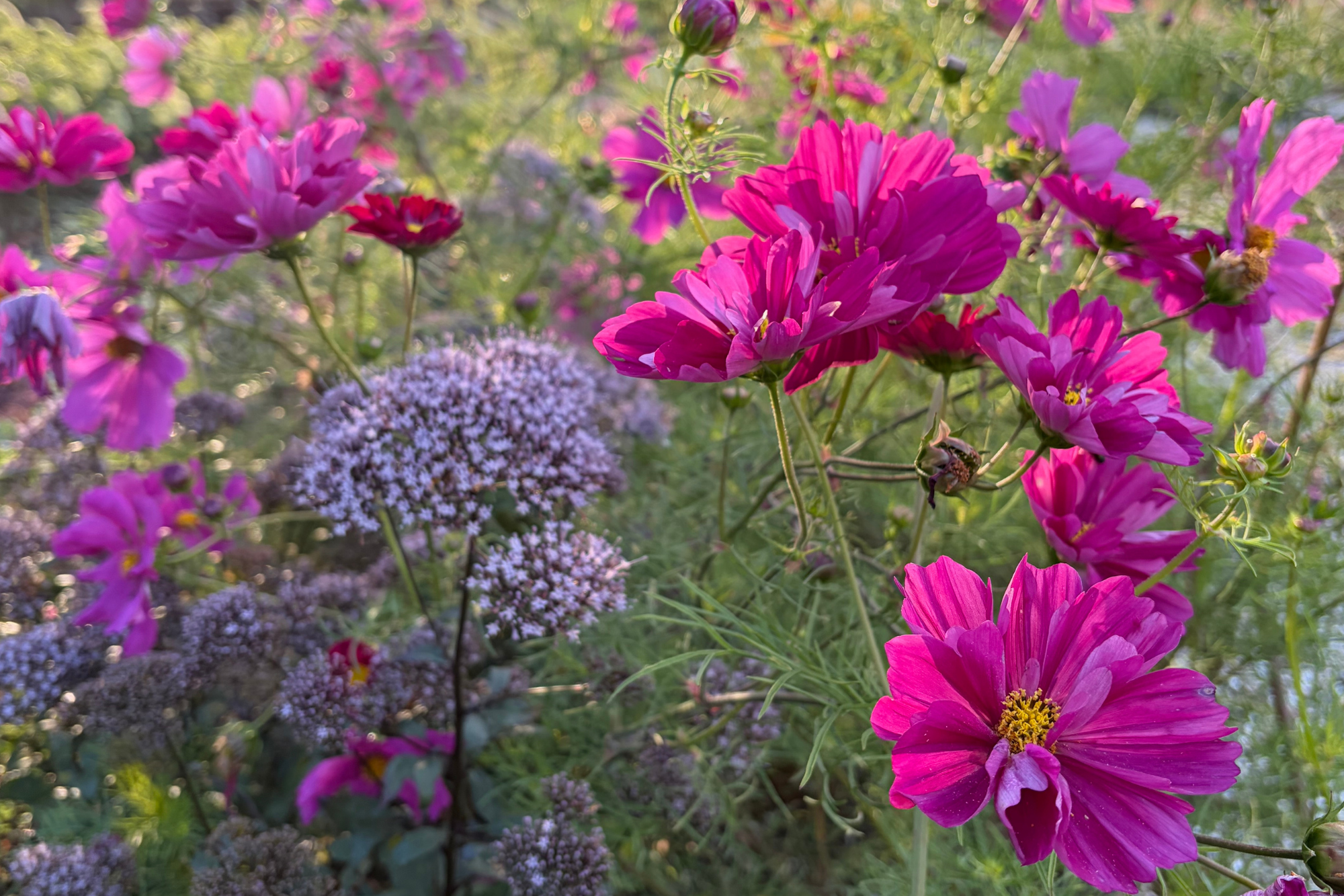 Close-up of pink cosmos and purple flowers with green foliage and blurred background.