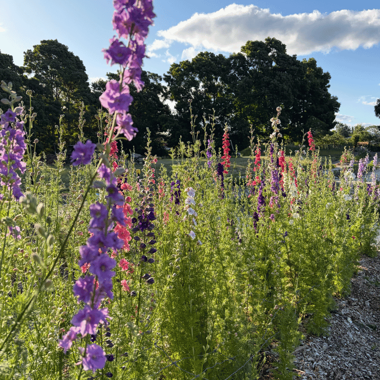 Larkspur Spring PYO flowers.png