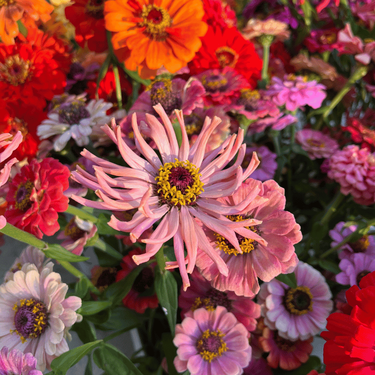 PYO Zinnia.png (Copy) (Copy) (Copy) (Copy) (Copy) (Copy)