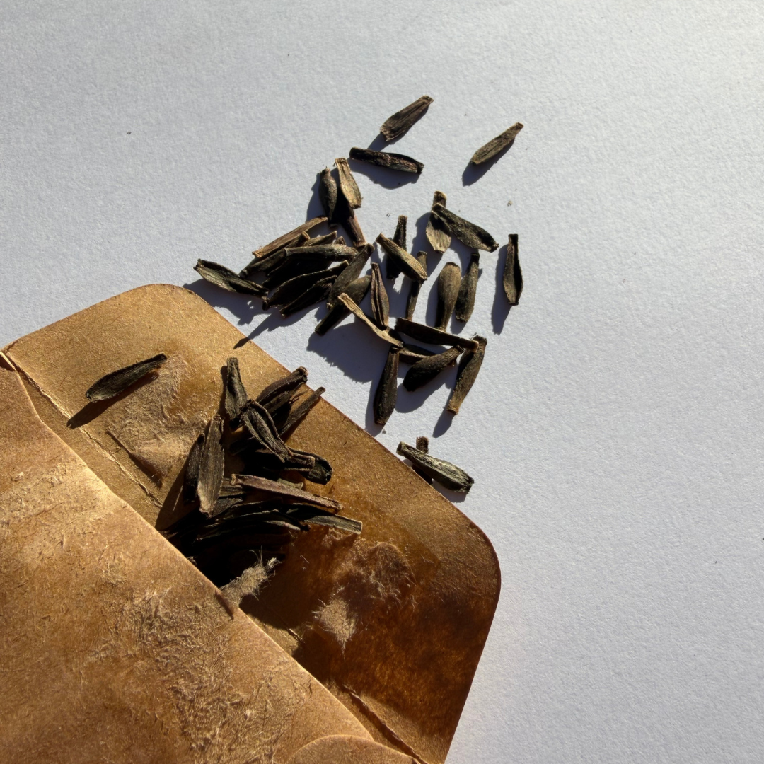 Dahlia Seeds.png (Copy)