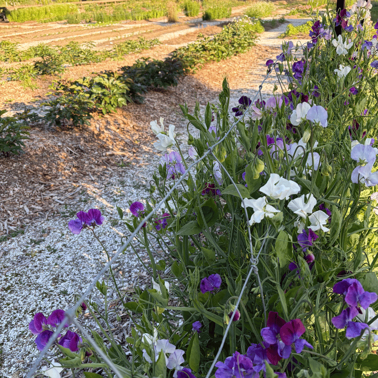 Sweetpea PYO flowers.png