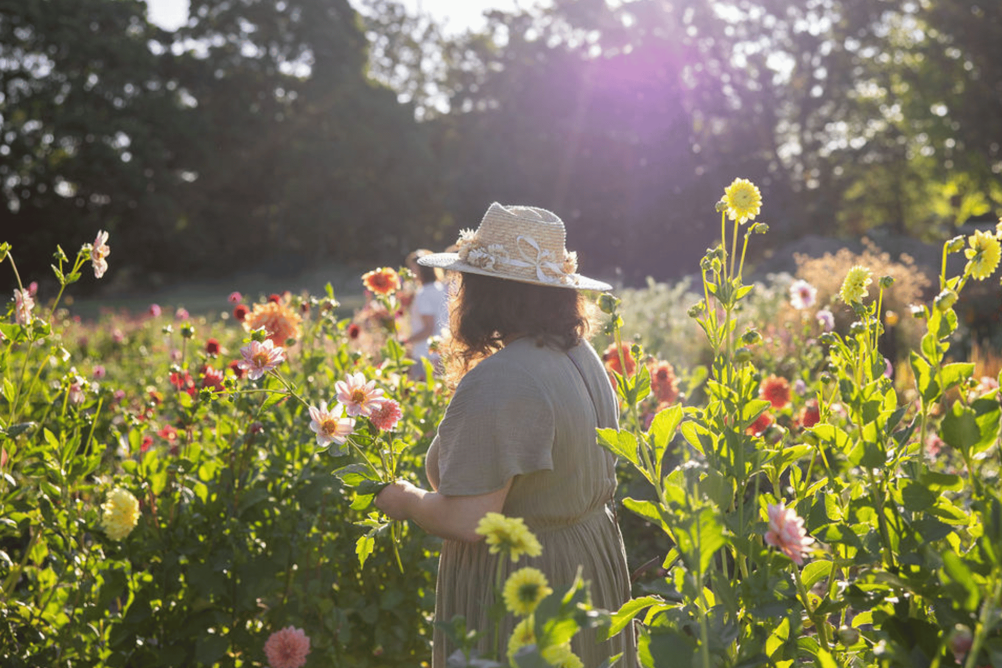 Picking dahlias at Ginas Garden Brightwater