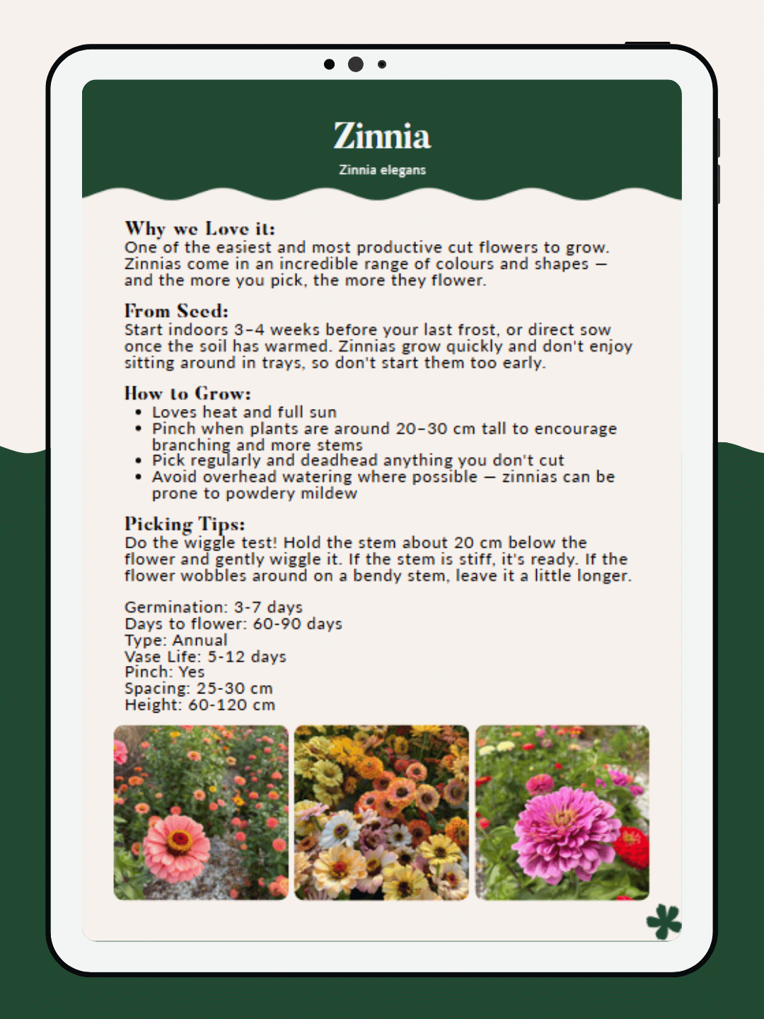 How to grow Zinnia.png