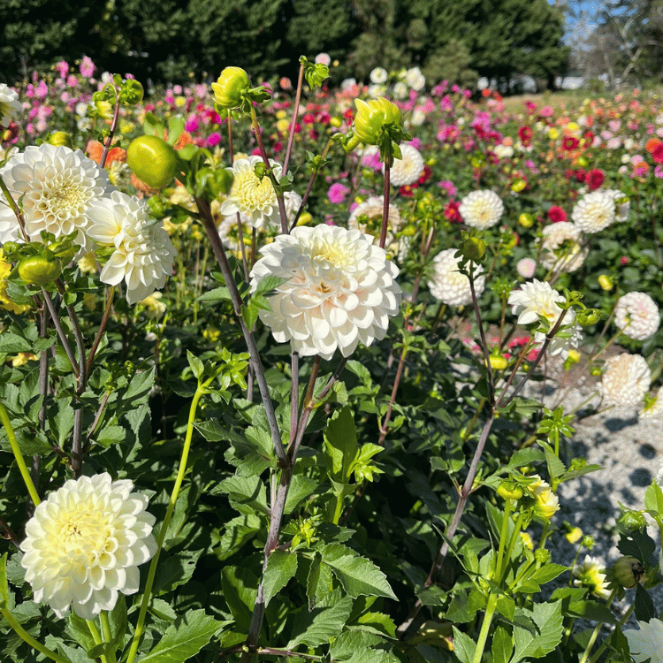 PYO Dahlia Flower Farm.png (Copy) (Copy) (Copy) (Copy) (Copy) (Copy)