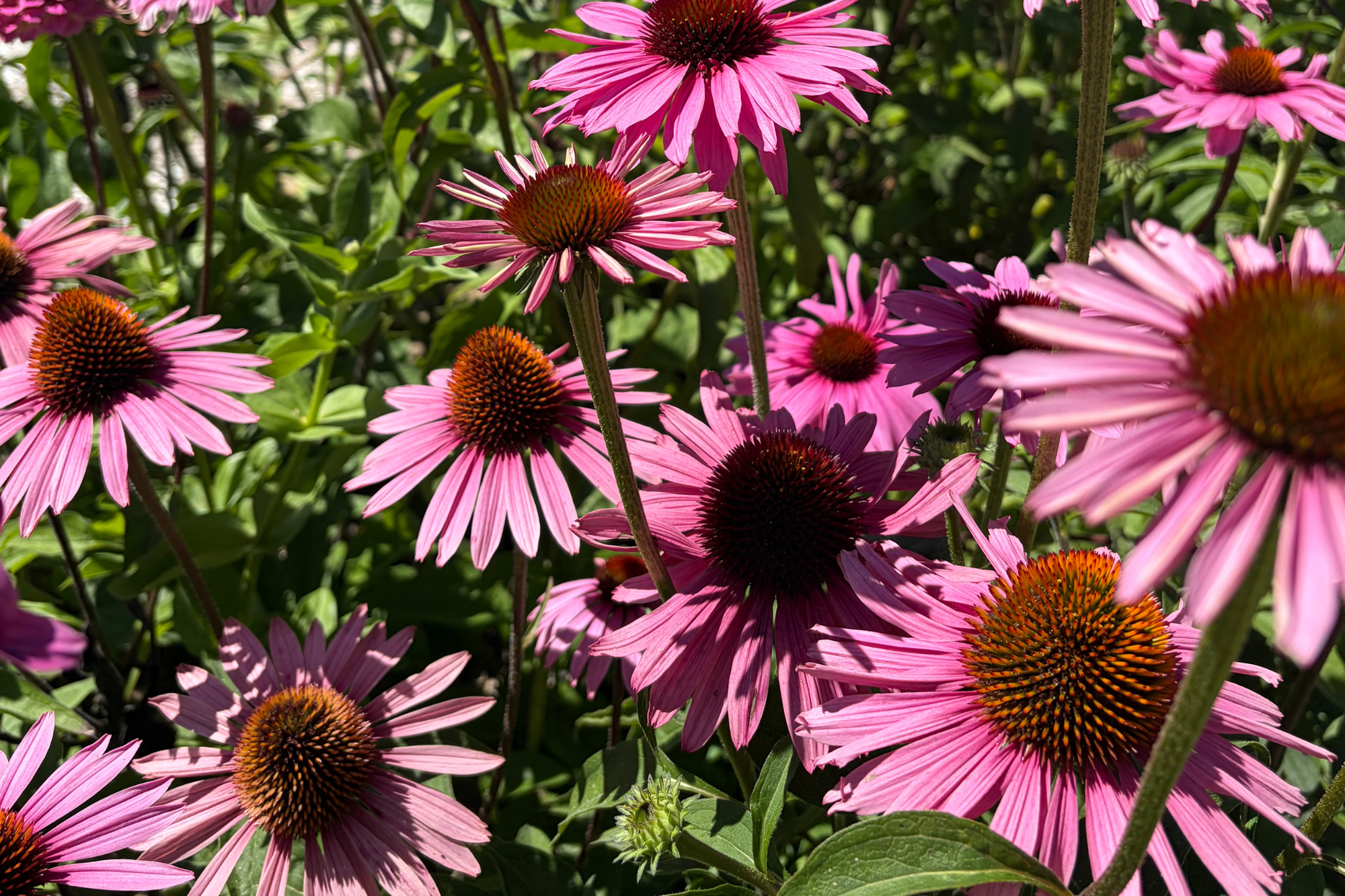 Bright pink coneflowers with orange centers among green foliage.