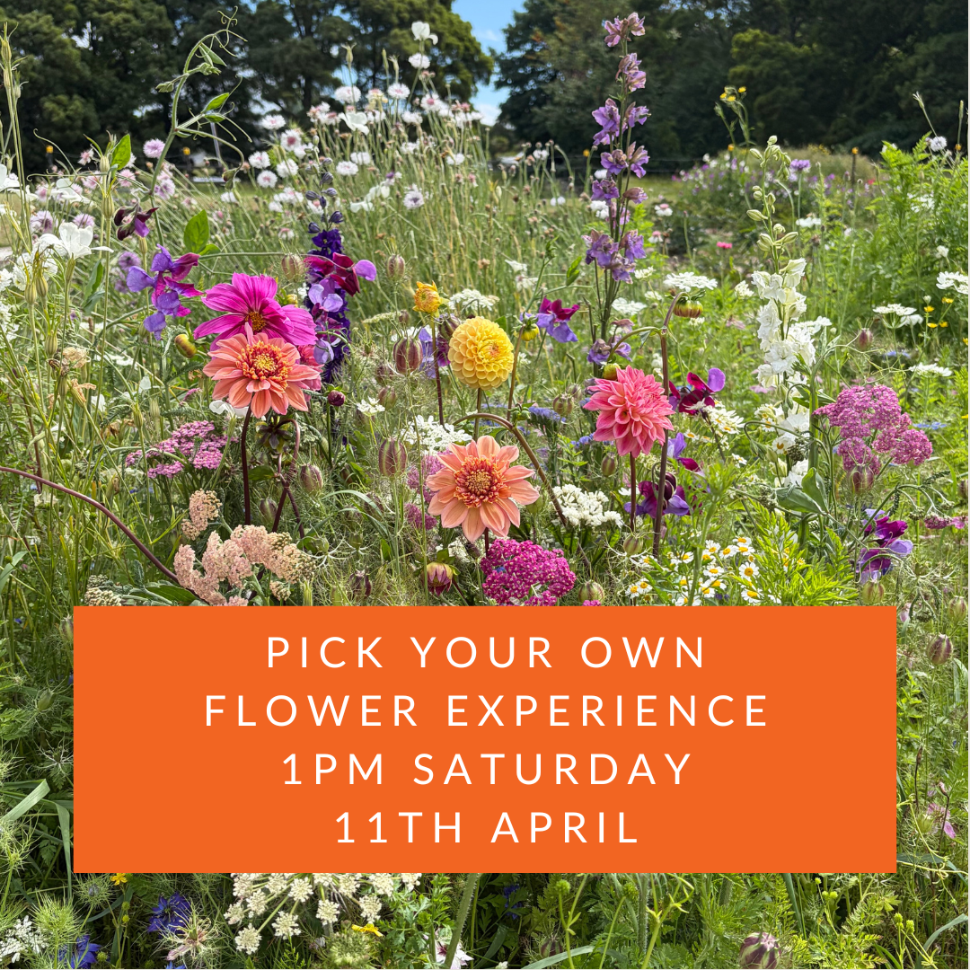 1pm Saturday 11th April | Pick Your Own Flowers Experience