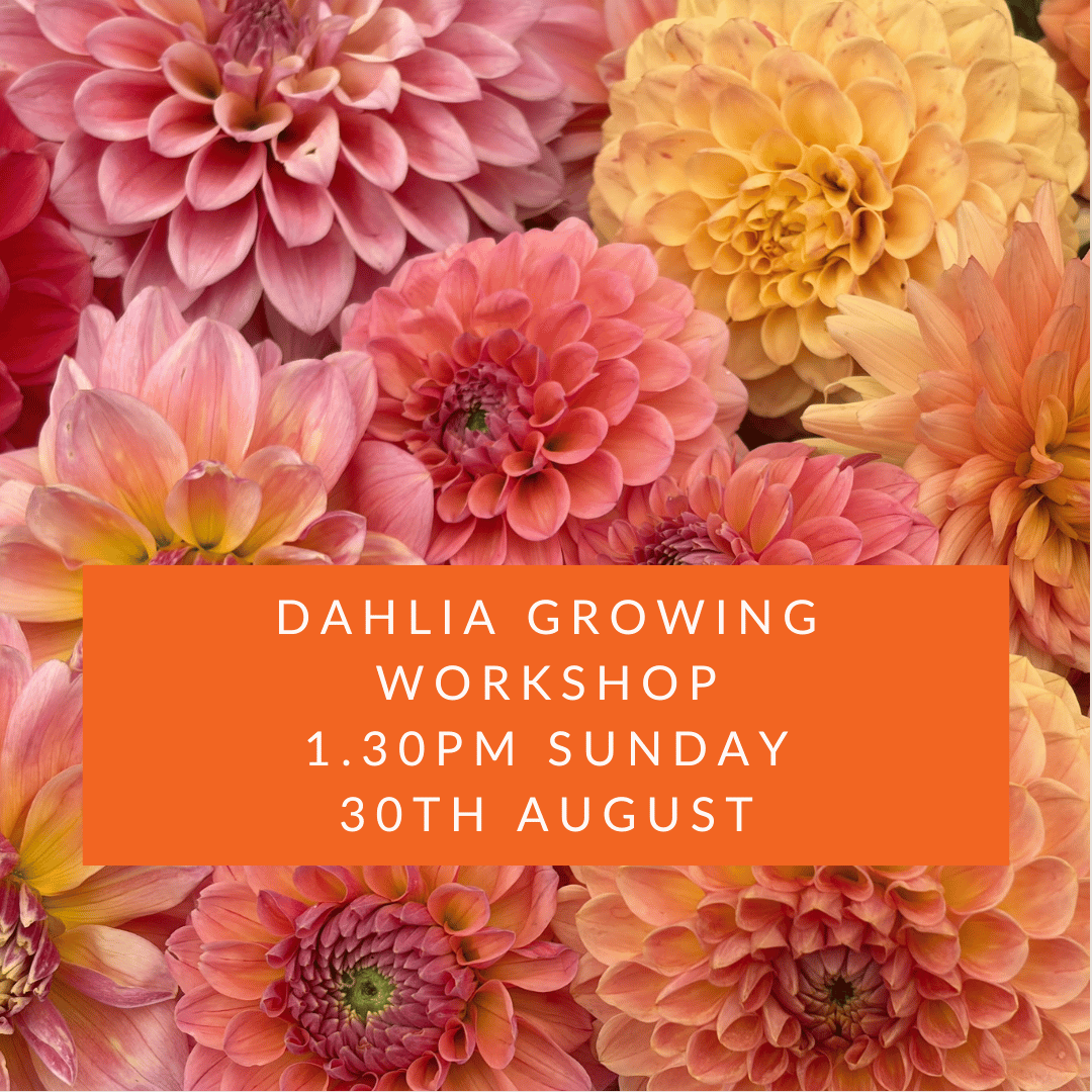 Dahlia Workshop August.png
