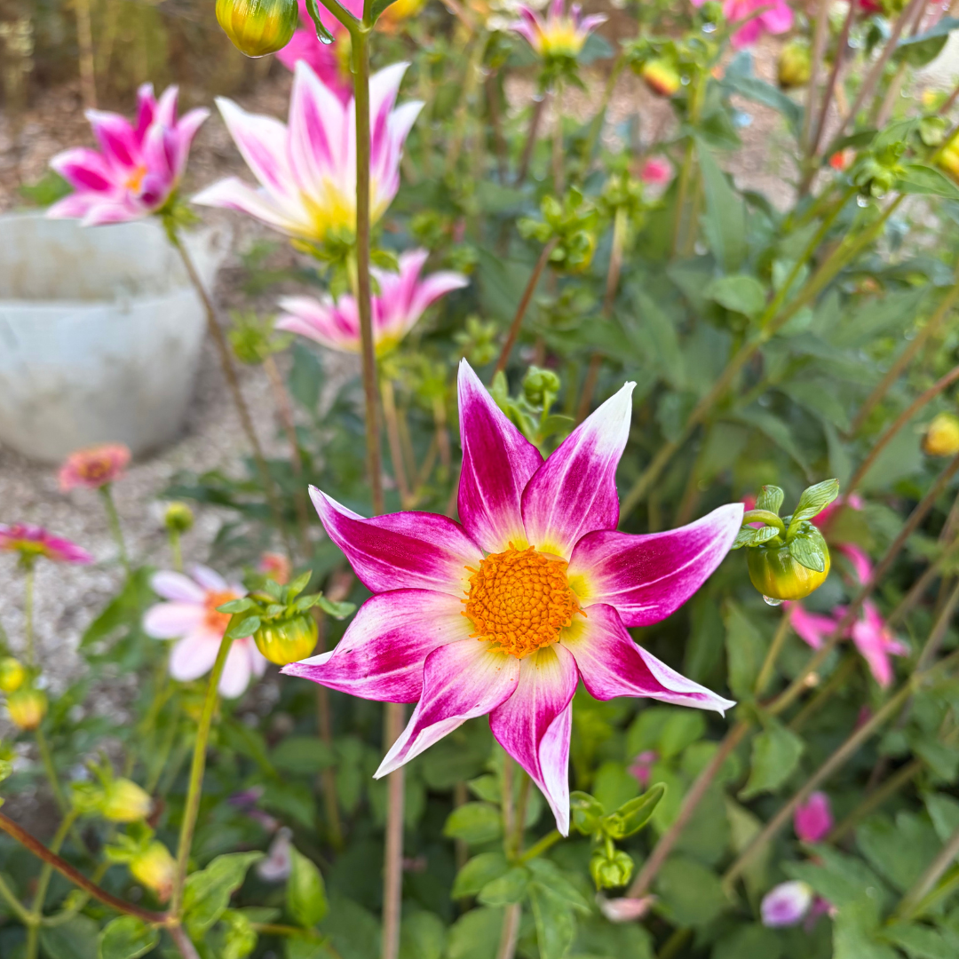 Growing Dahlia from Seed.png (Copy)