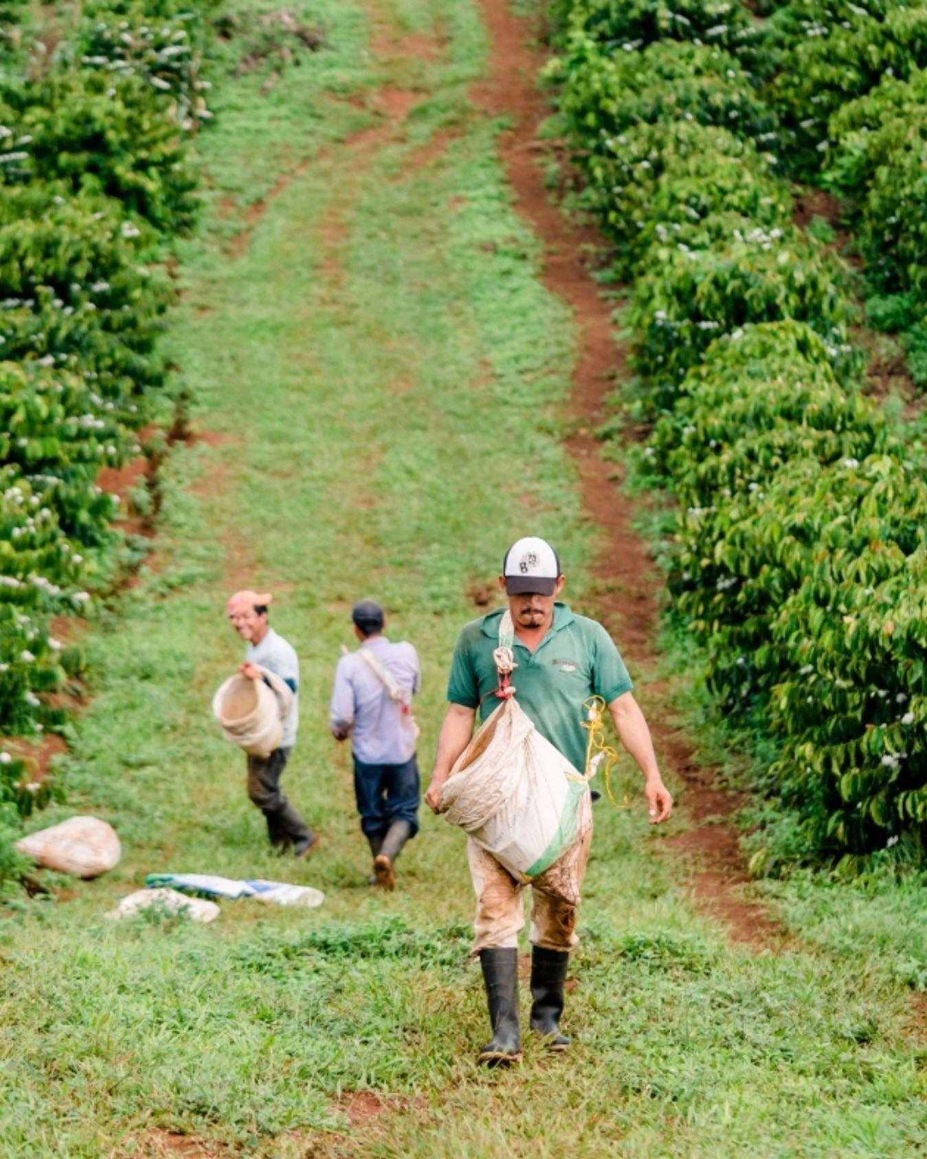 Behind every cup of extraordinary coffee lies the dedication and artistry of our coffee bean farmers. ⁠
⁠
From carefully nurturing the coffee plants to the precise harvesting,  our expertise is infused into each bean. 🌱⁠
⁠
Visit our @granville_islan