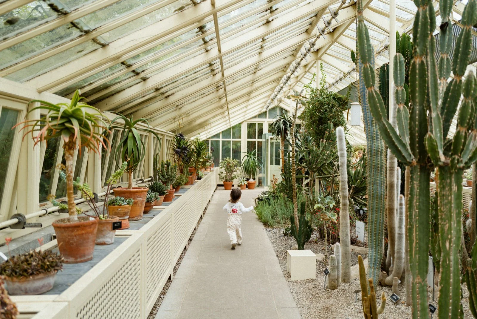 A child running through a greenhouse filled with tall cacti and potted plants along both sides of a narrow pathway.