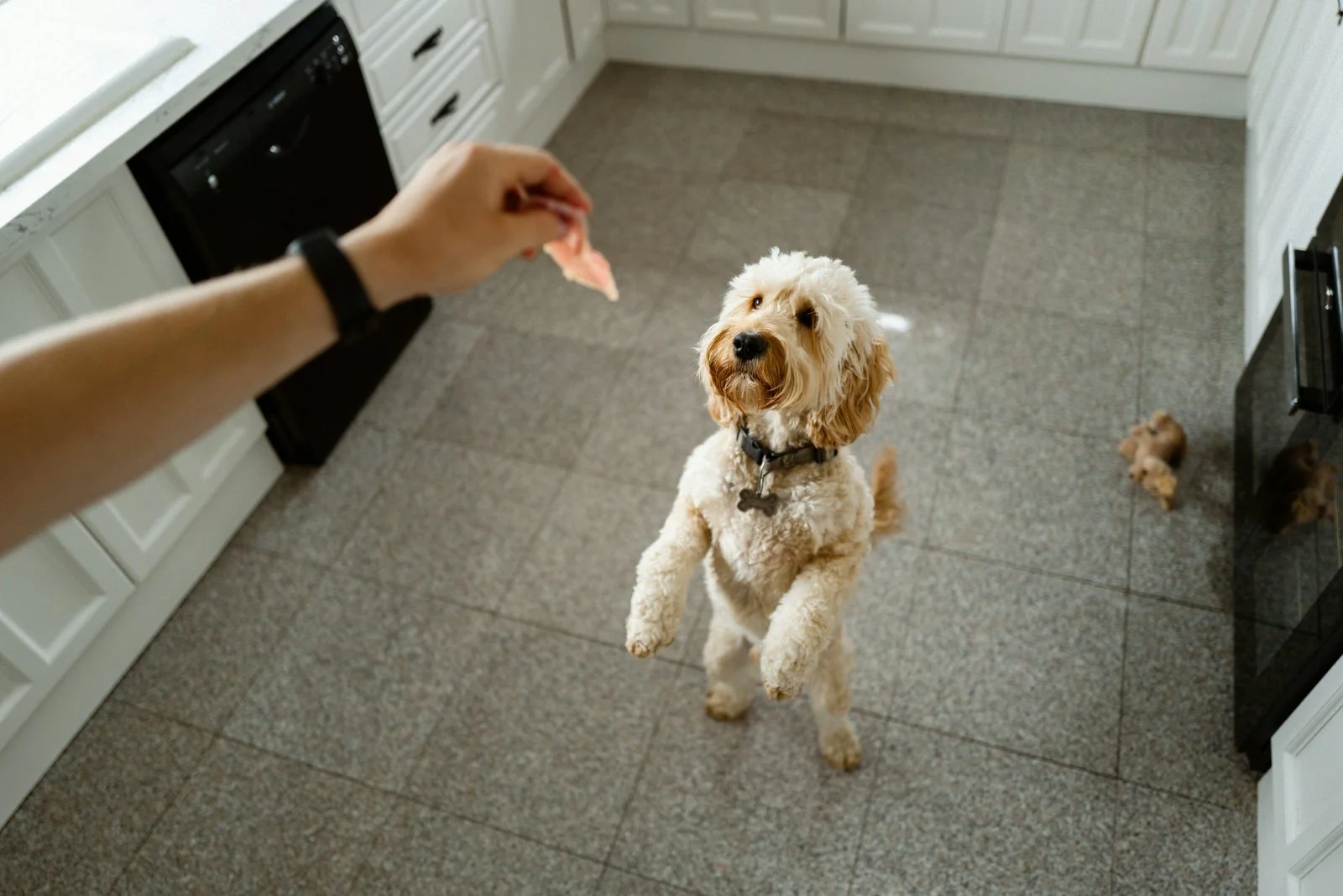 A person is holding a treat towards a light-colored curly-haired dog that is standing on its hind legs in a kitchen, looking eagerly at the treat. The kitchen has white cabinets and a tiled floor, with a few small dog toys on the floor.
