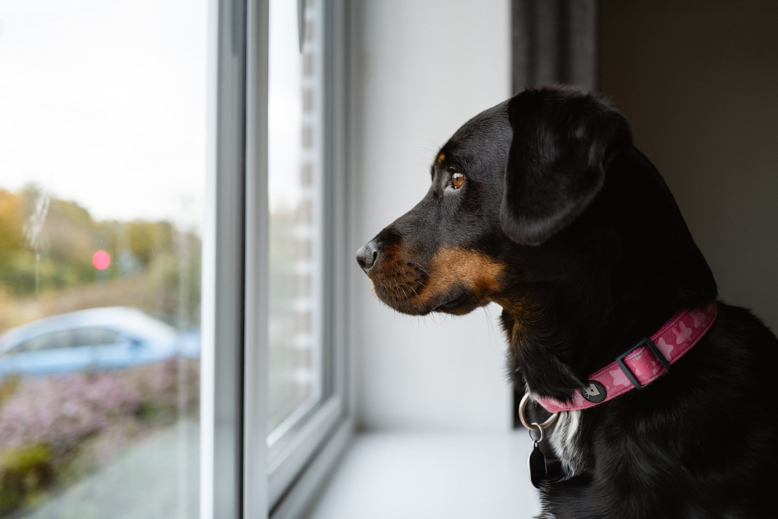 A black and brown dog with a pink collar looking out of a window.