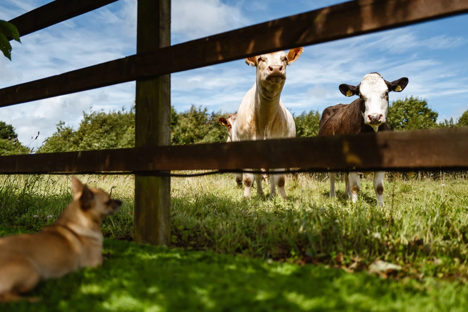 A dog lying on the grass behind a wooden fence, looking at two cows standing in a field with trees and a cloudy sky in the background.