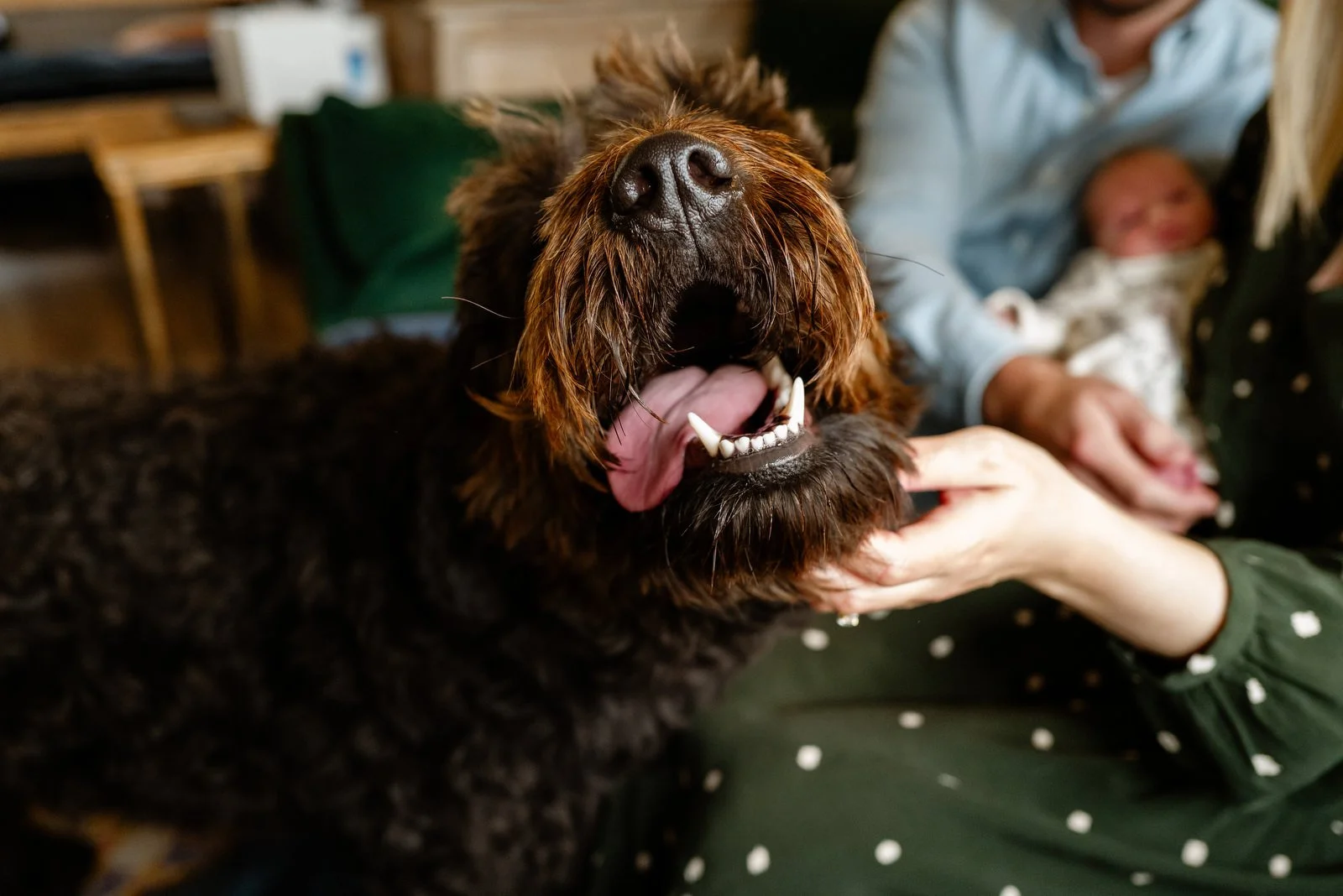 A large black and brown dog, possibly a Gordon Setter, with its mouth open, showing teeth, while an adult person holds its head gently in their hands; a baby is visible in the background in a home setting.