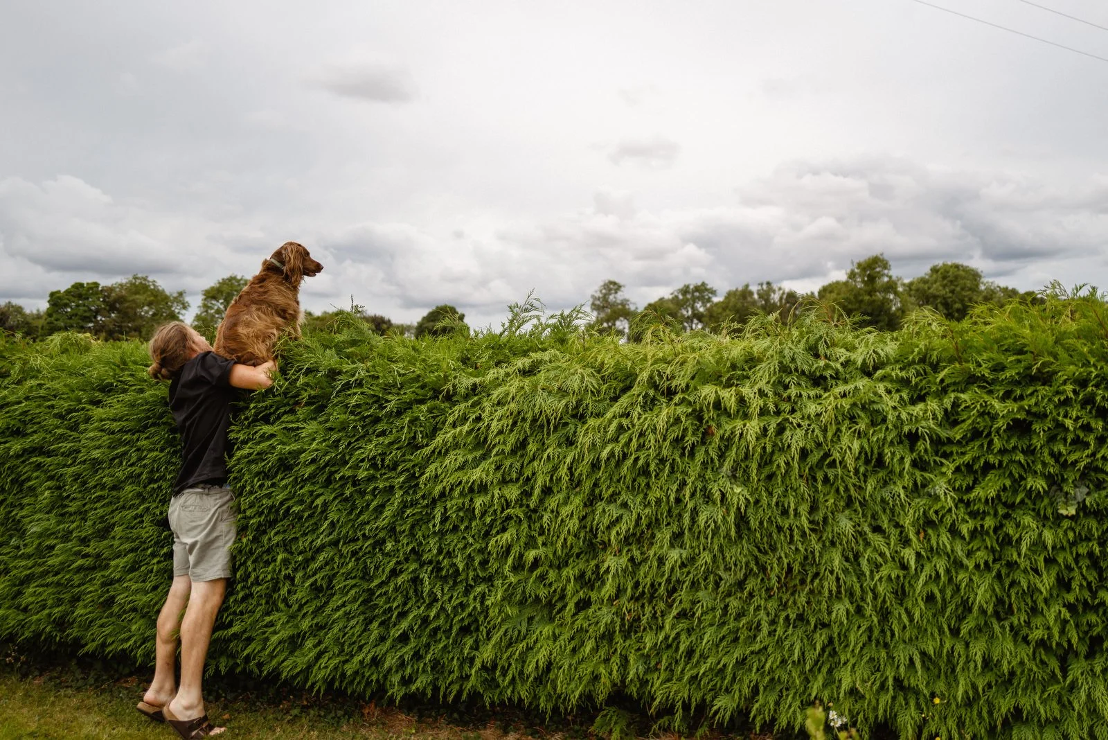 A person holding a brown dog with fluffy fur over a tall green hedge on an overcast day.