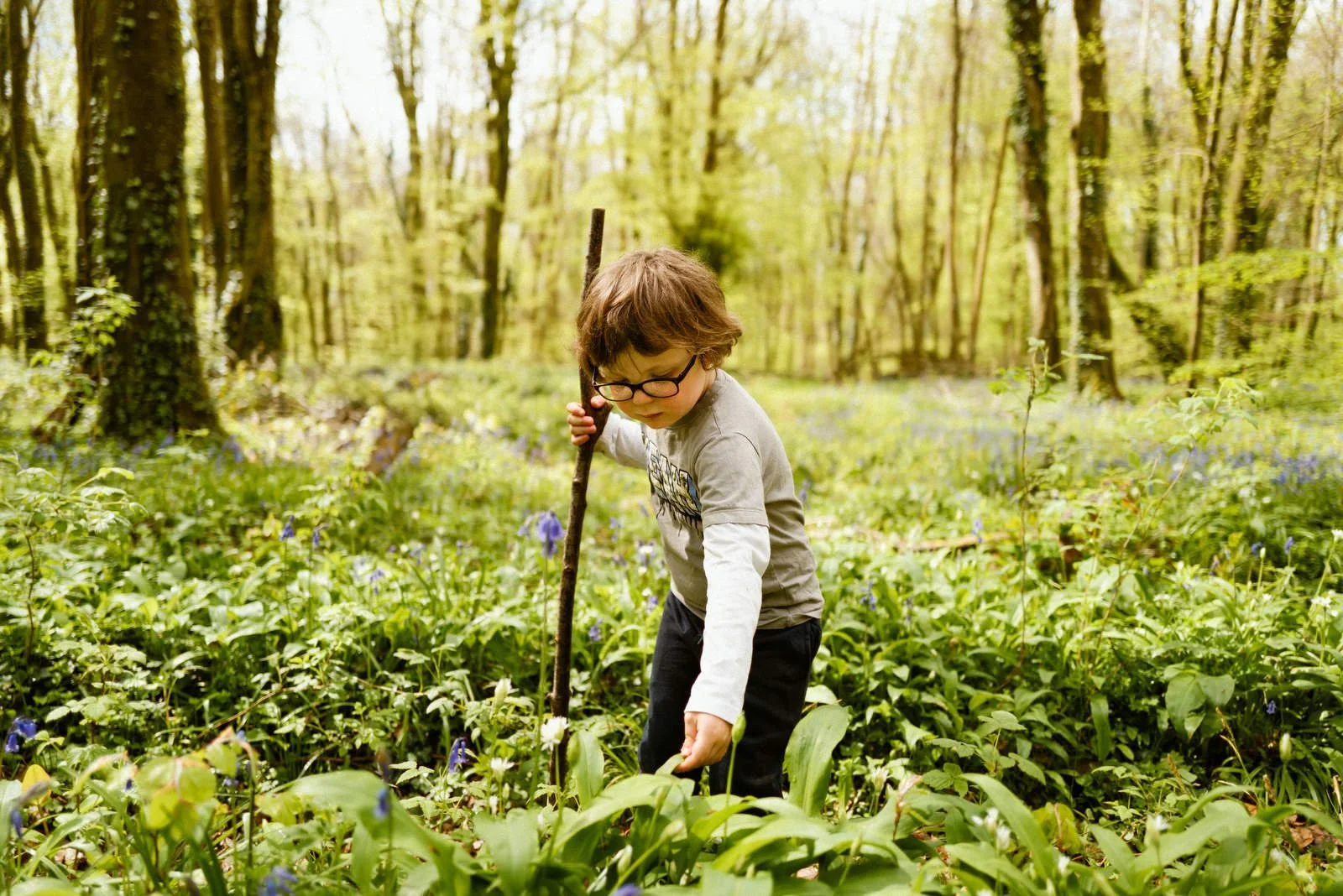 A young boy wearing glasses and a grey long-sleeve shirt exploring a forest with a stick, surrounded by green plants and bluebells.