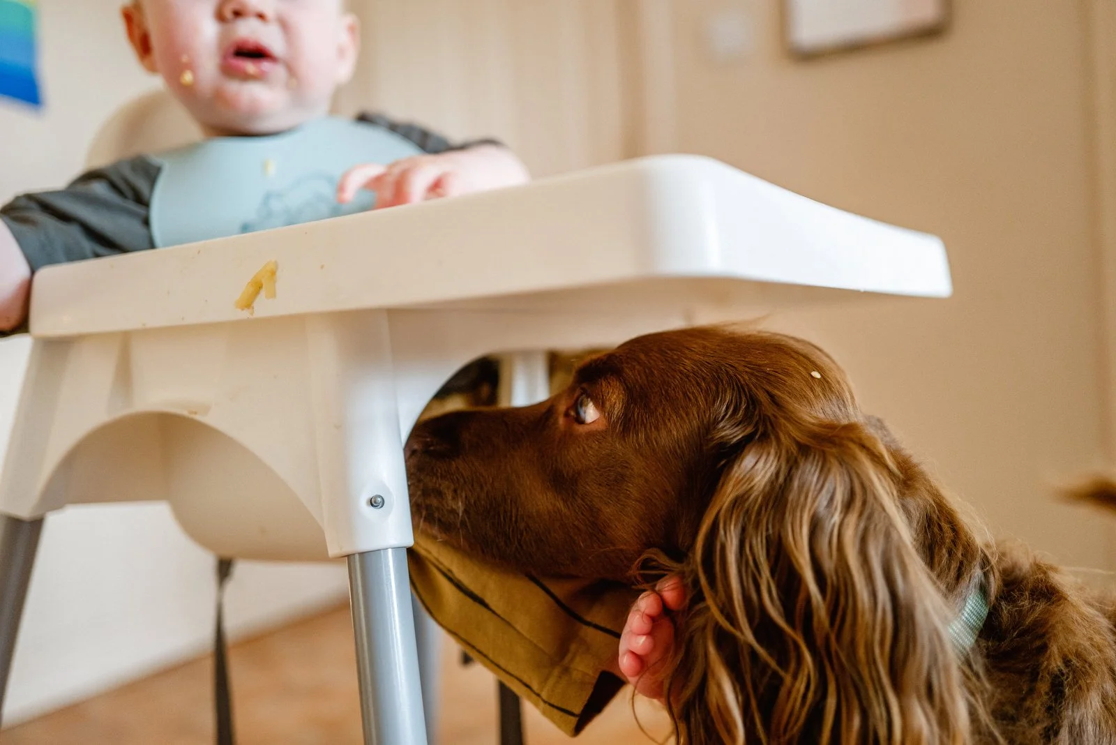 A baby in a high chair with food on its face, looking down at a brown dog underneath the high chair, who is resting its head on the tray and looking up at the baby.