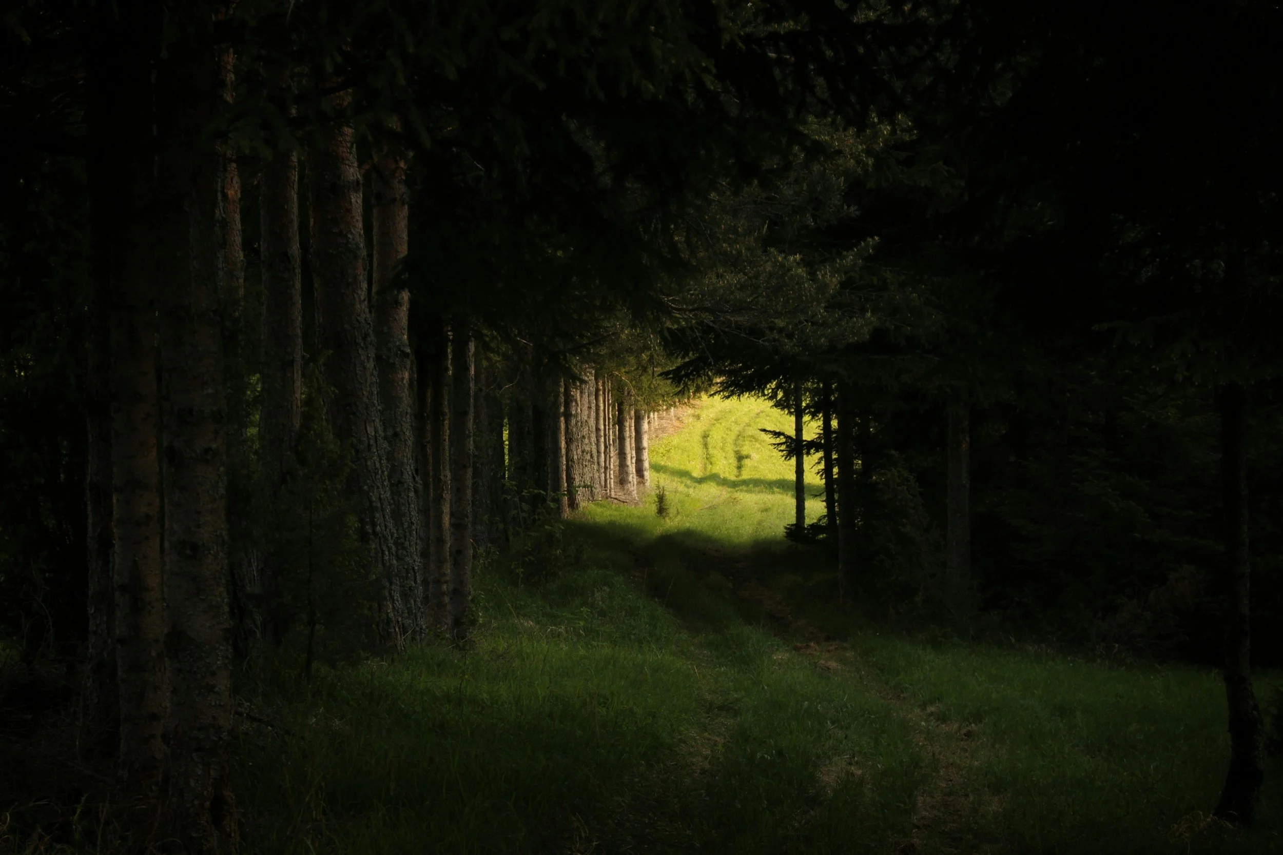 The natural healing force within us