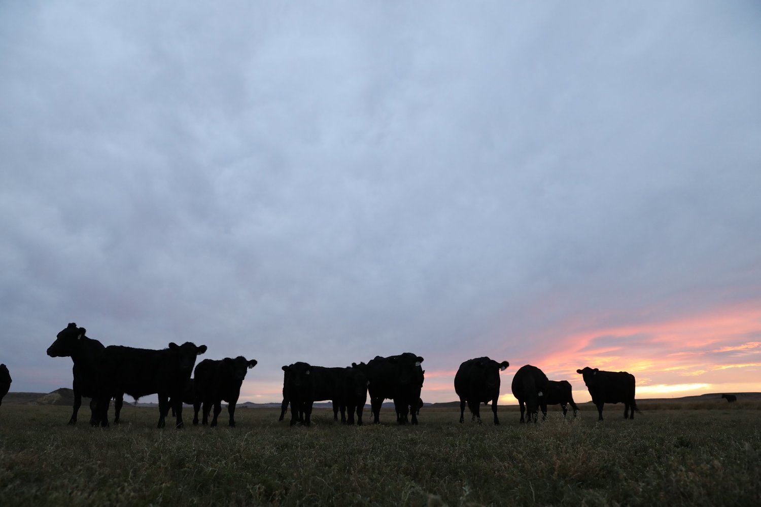 Contact — Bowman Livestock Marketing