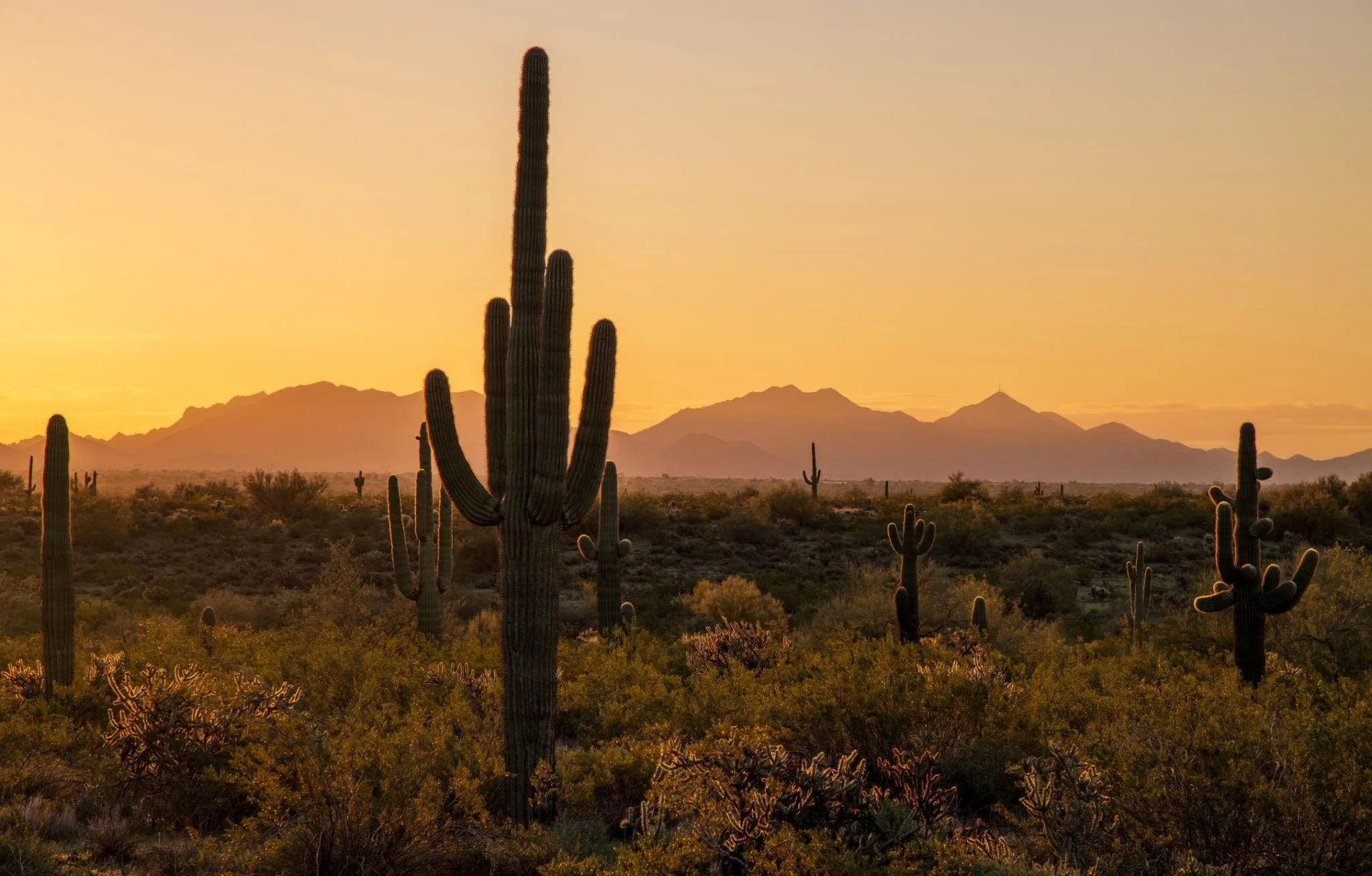 Arizona landscape representing local OCD counseling and mental health wellness.