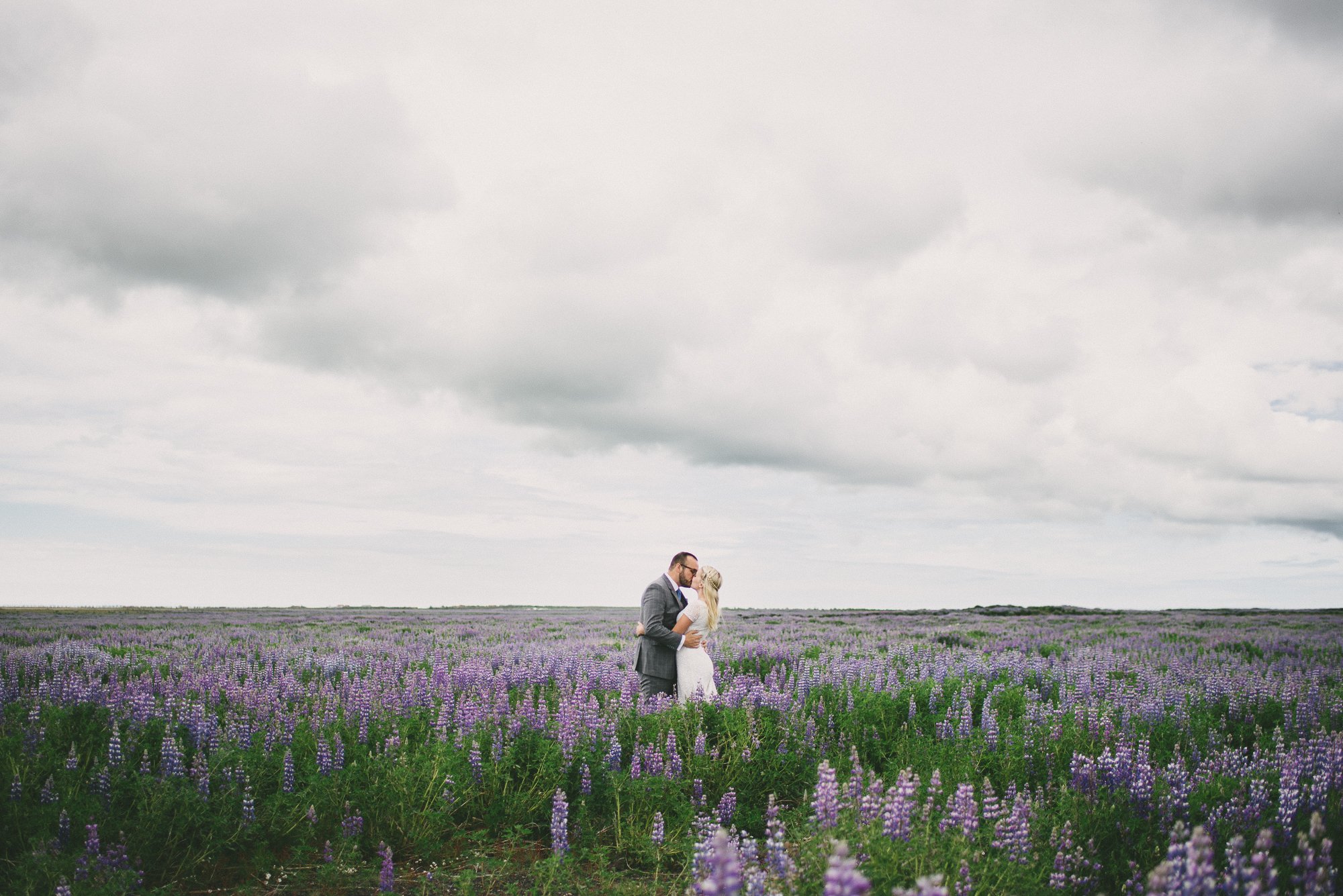 iceland wedding lupine field