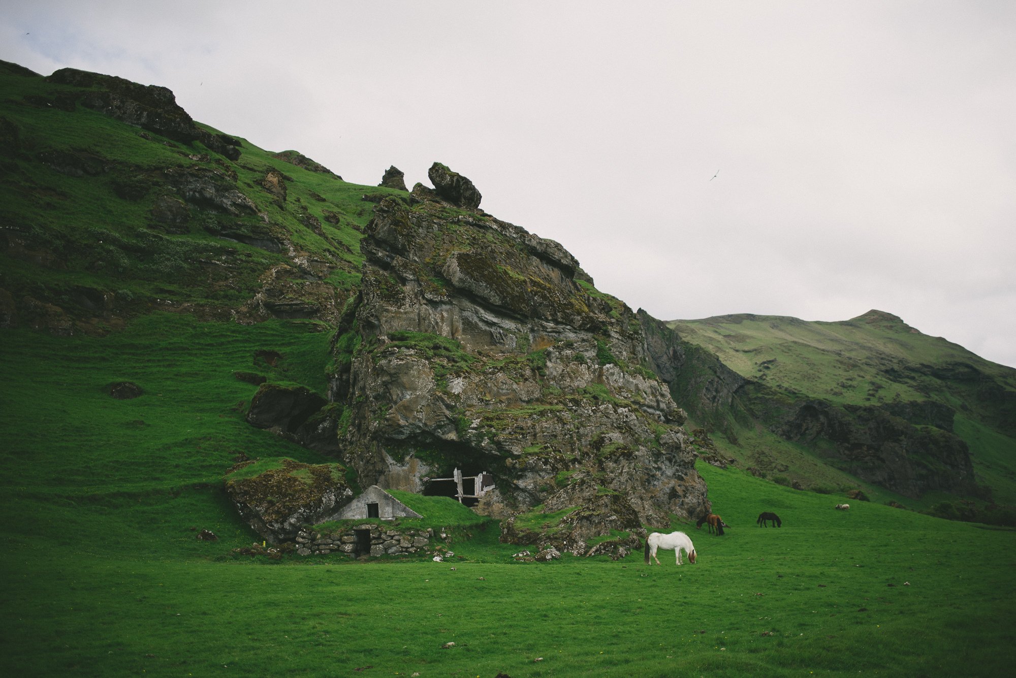 iceland vik horses